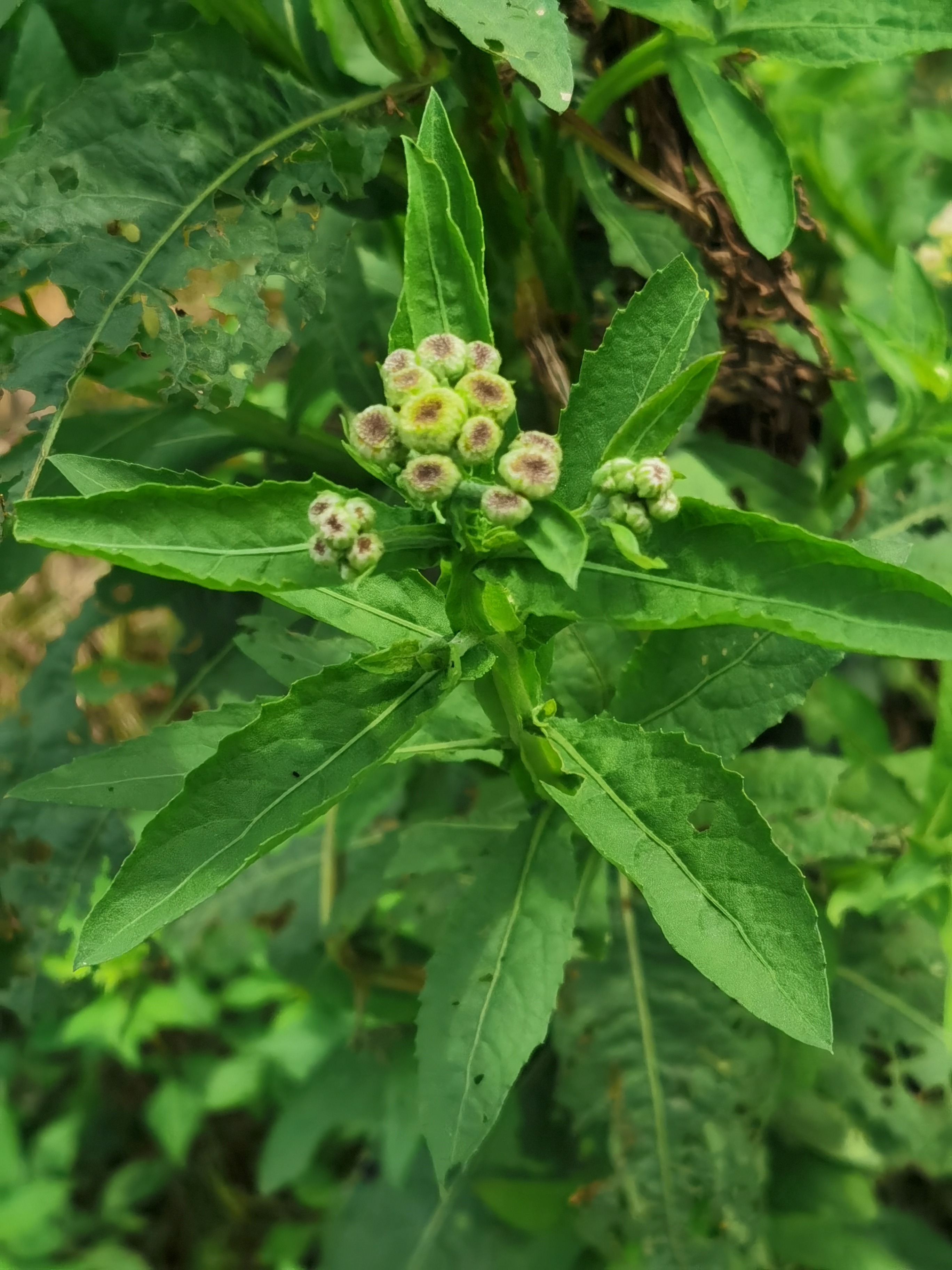 野滥缕菊图片图片