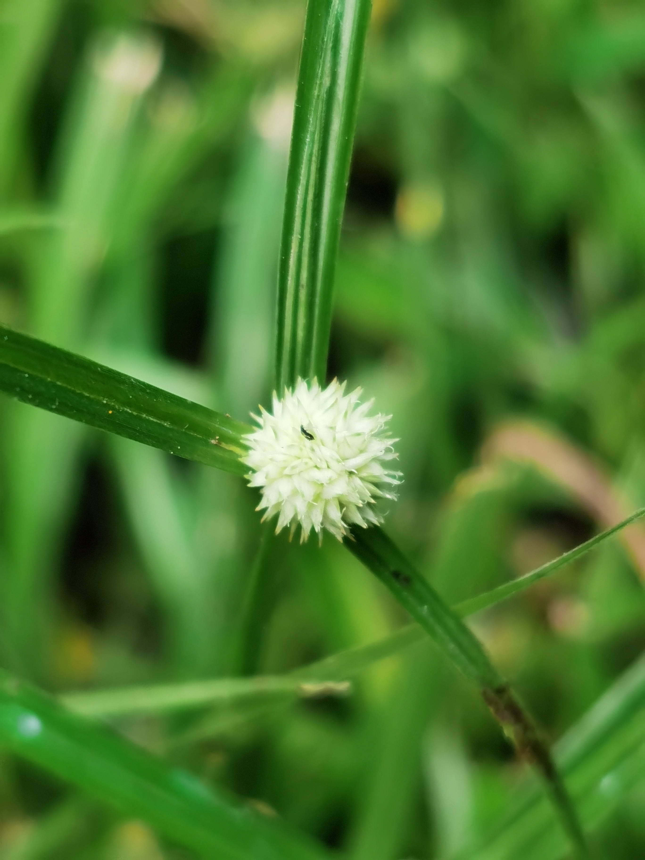水蜈蚣,别名:	金钮草,三荚草,散寒草,球子草,疟疾草,金牛草,寒气草