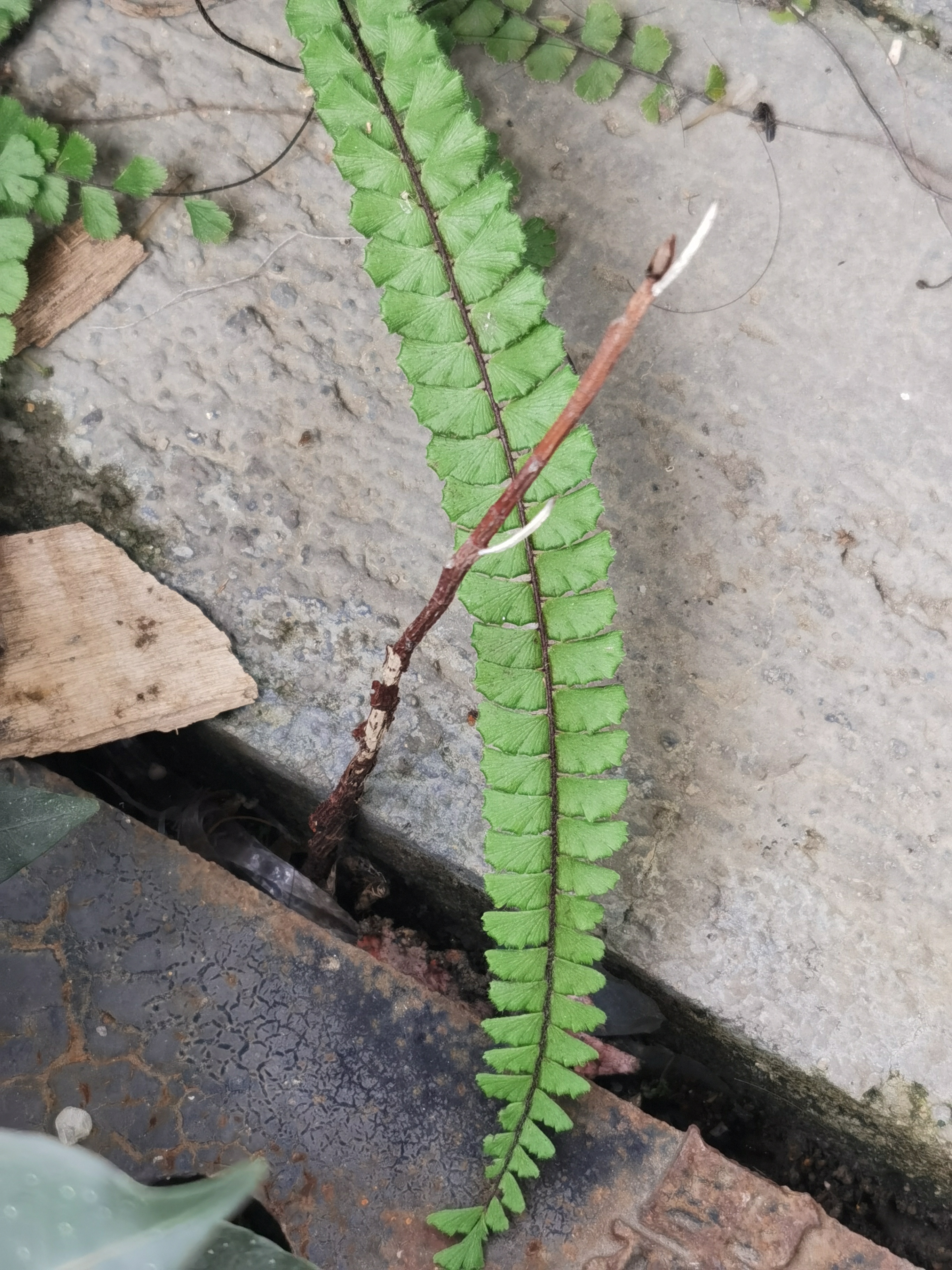 铁线蕨,别名:铁丝草,少女的发丝,铁线草,水猪毛土.