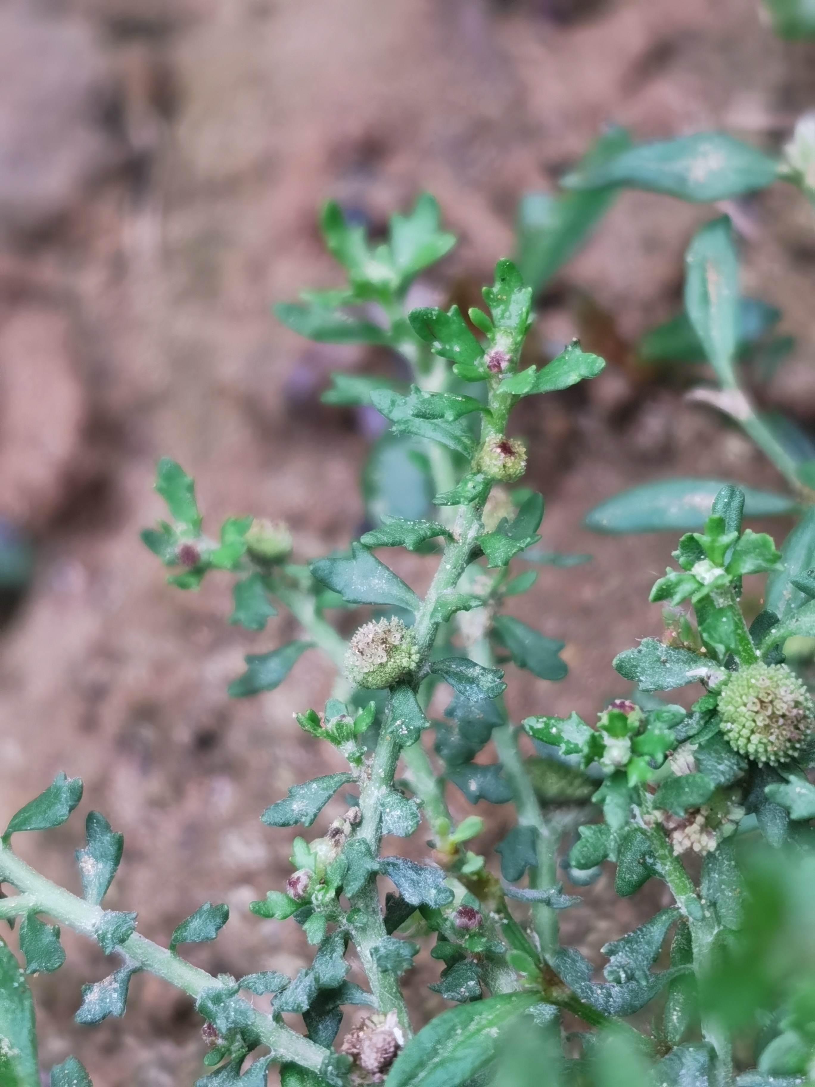 鹅不食草分布图片