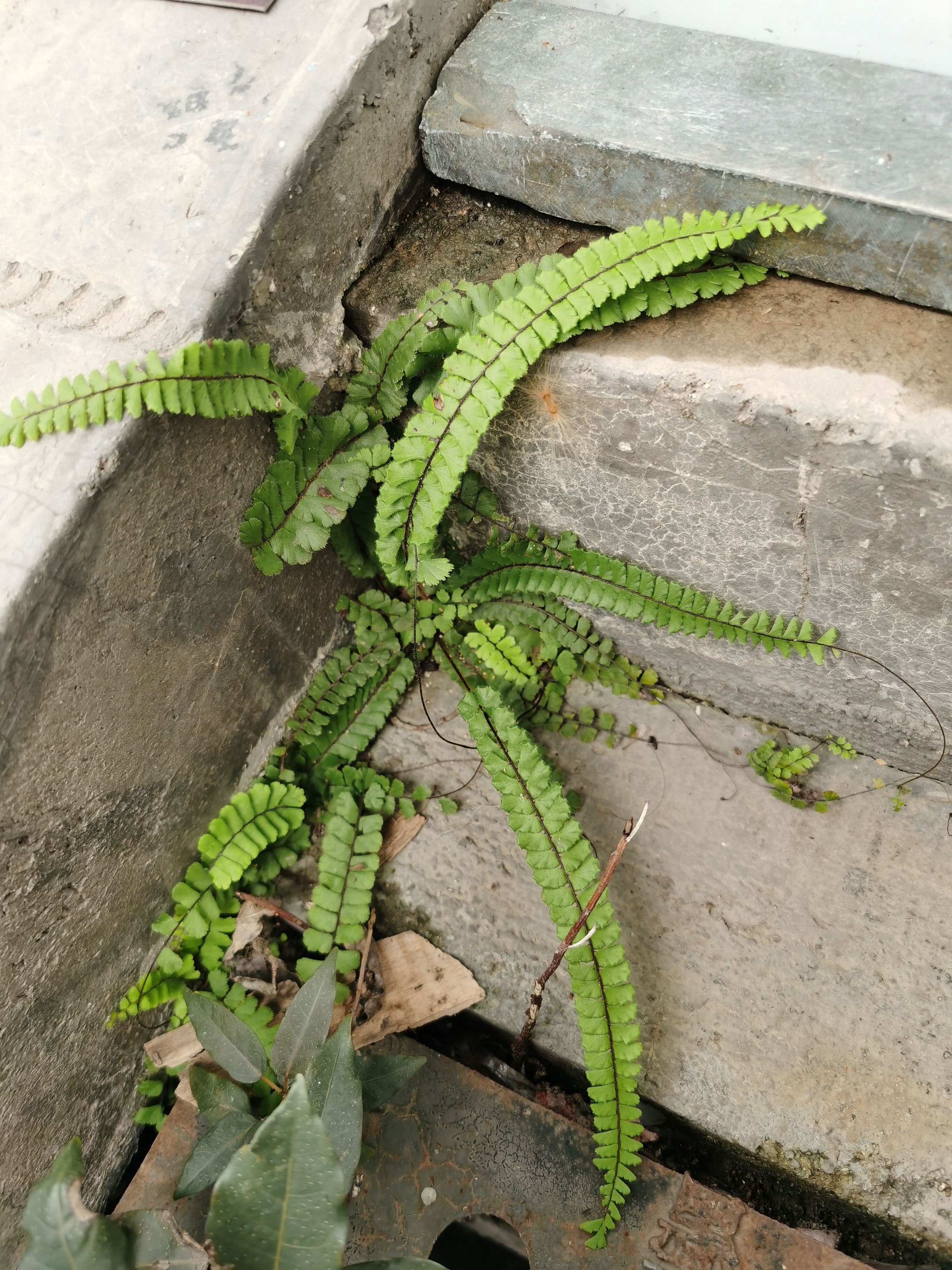 铁线蕨,别名:铁丝草,少女的发丝,铁线草,水猪毛土.
