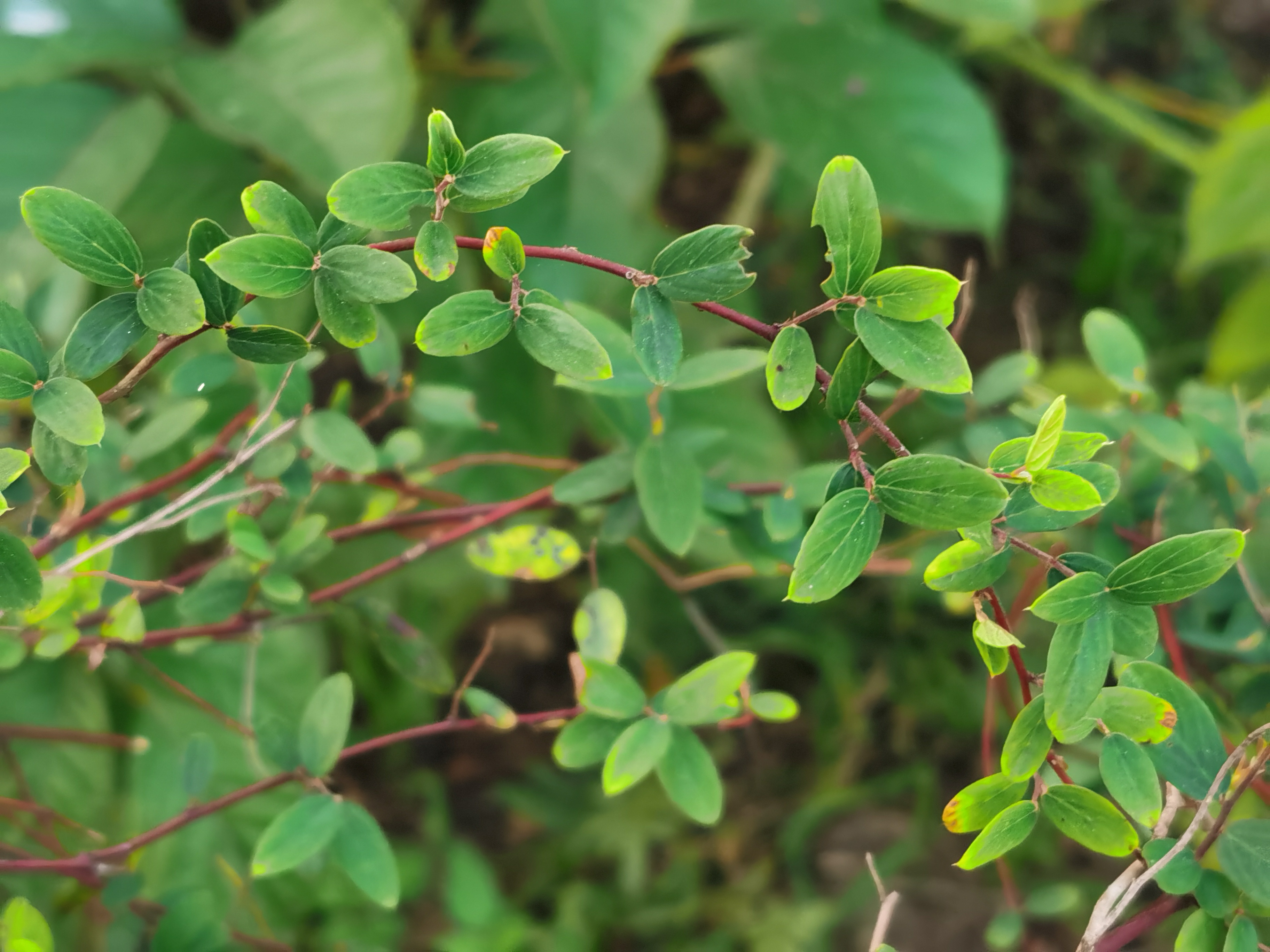 铁包金,别名老鼠屎.