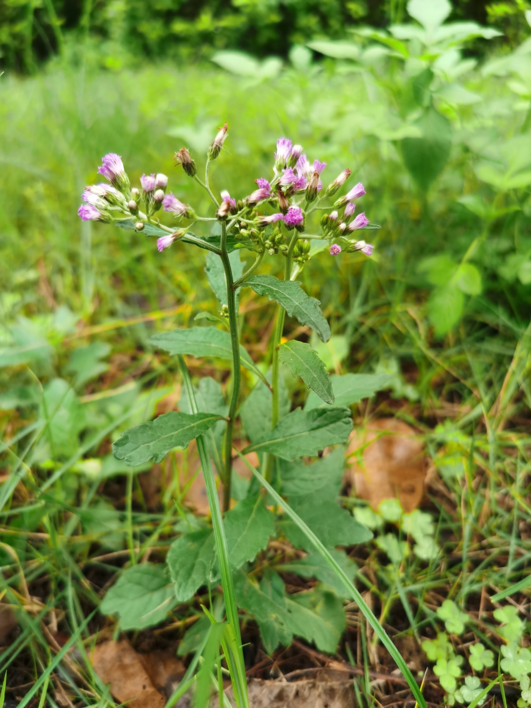 夜香牛,别名:伤寒草,寄色草,消山虎,染色草,缩盖斑鸿菊,拐棍参.