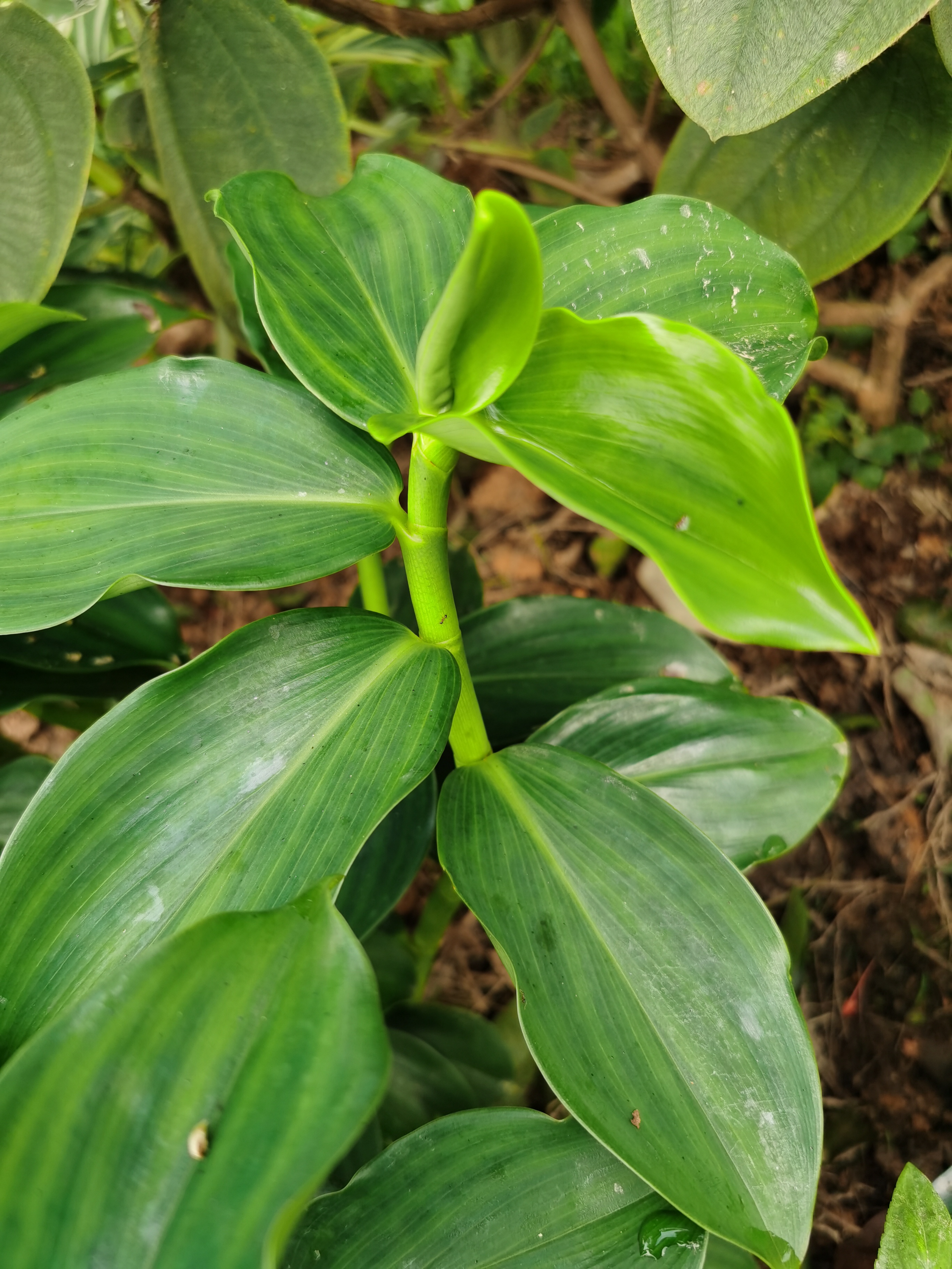 闭鞘姜,别名:白头到老,老妈妈拐棍,广商陆,水蕉花等