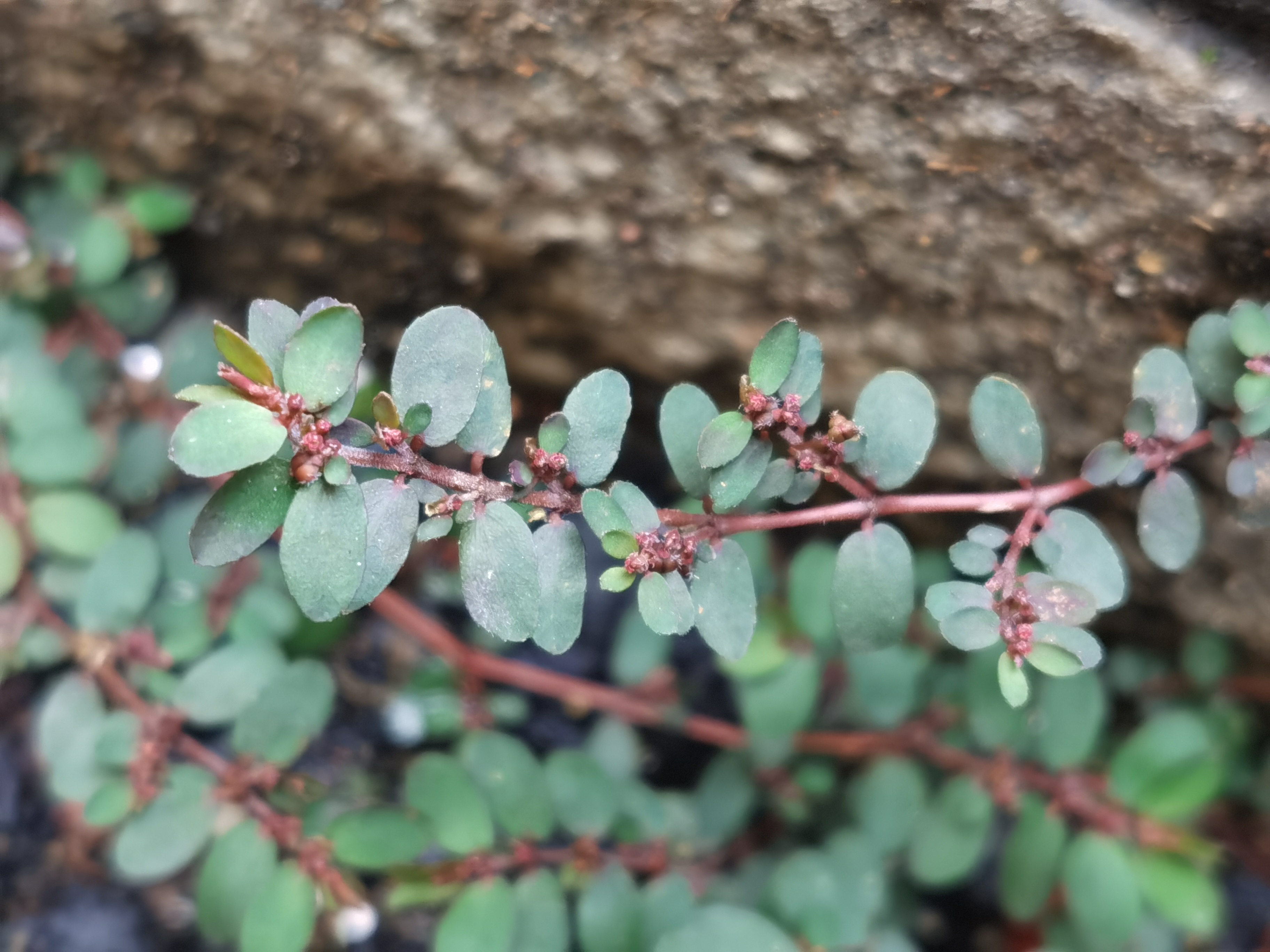 地锦草,别名:血见愁,红丝草,奶浆草.