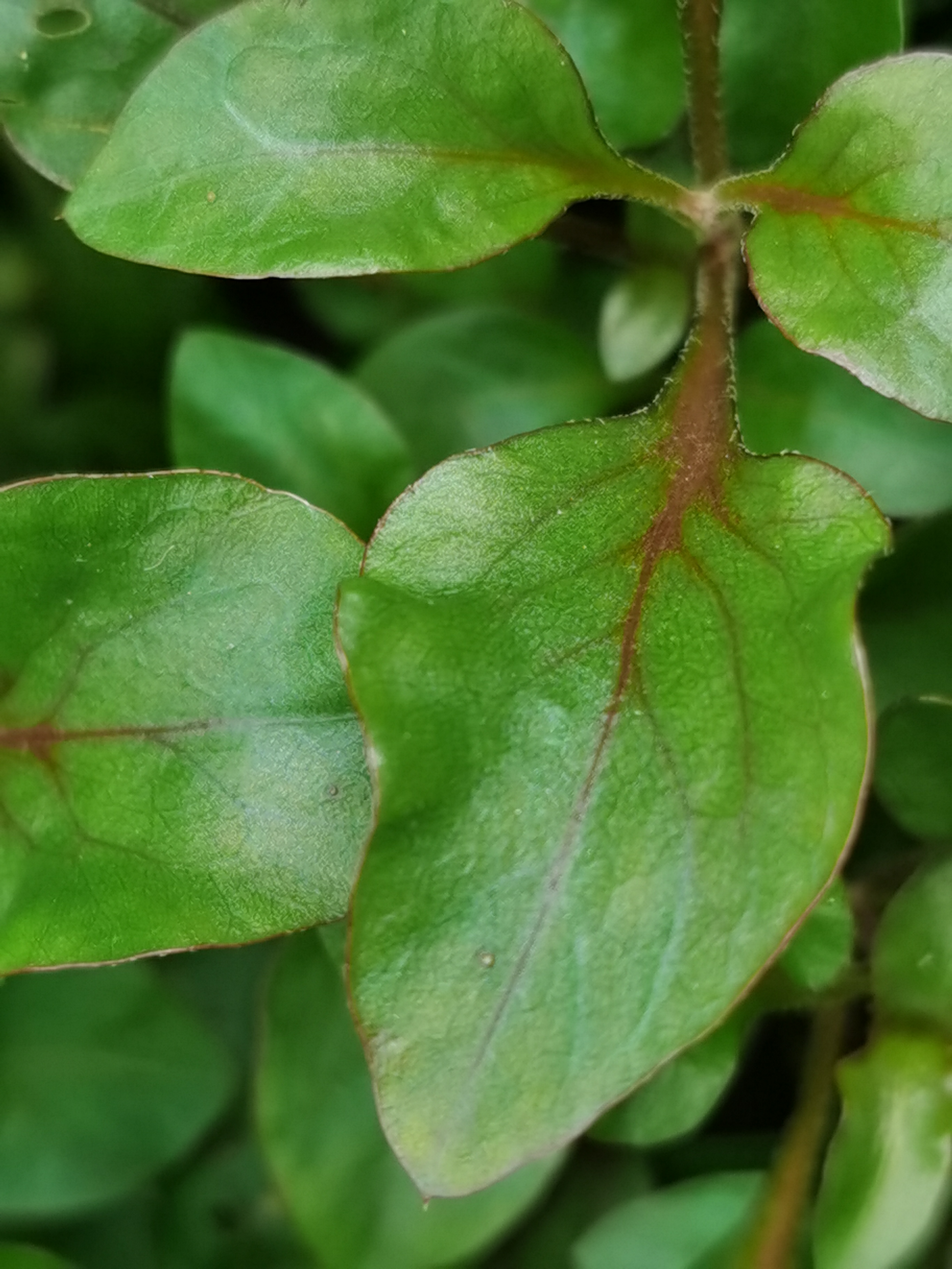锦秀苋,别名:旱地西洋菜,五色草,红莲子草,红草,红节节草.