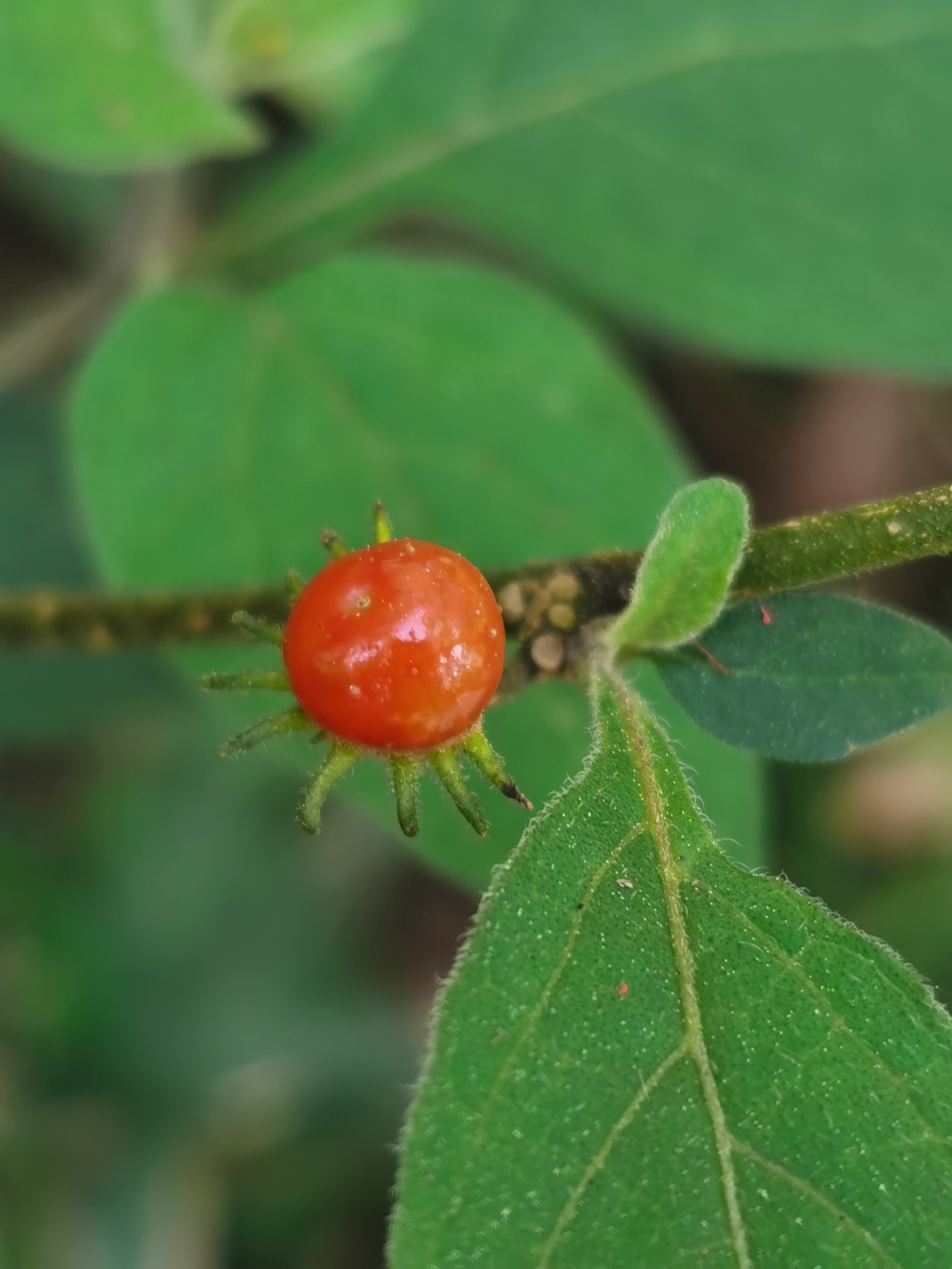 红丝线,别名枪刀药.