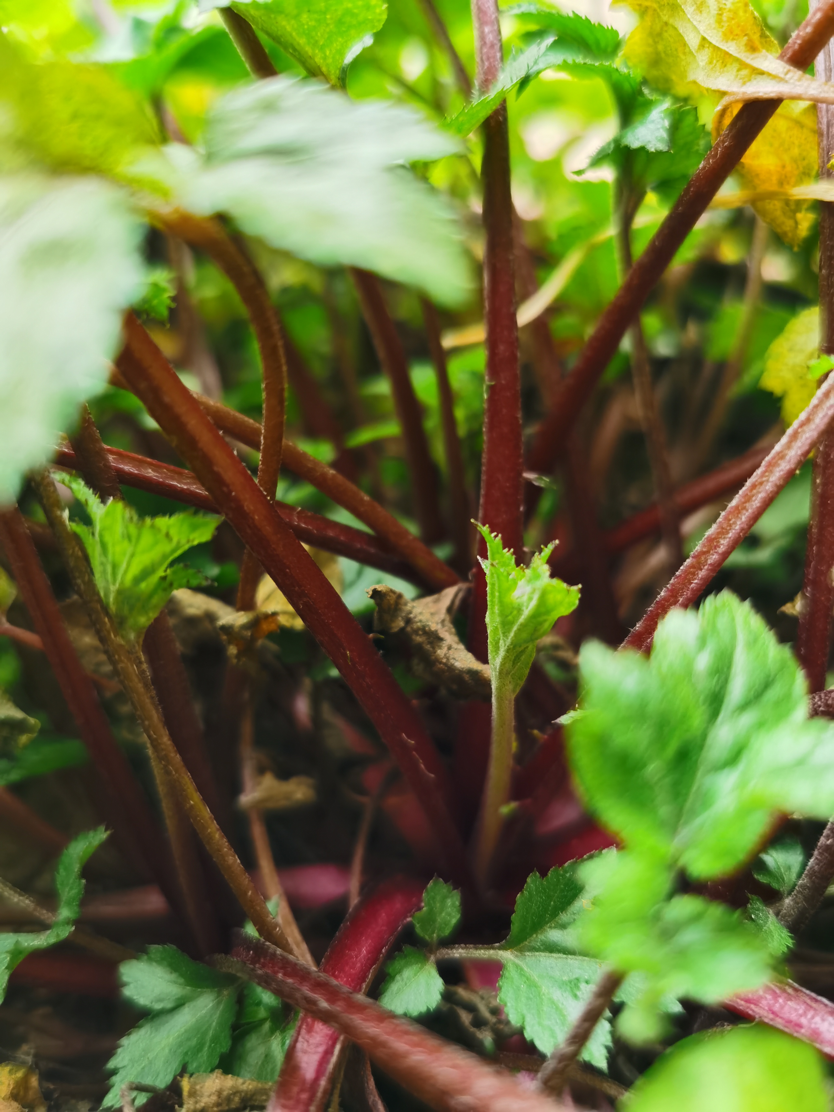 鸭脚艾,又叫红艾,学名白苞蒿@不起眼的小花的动态