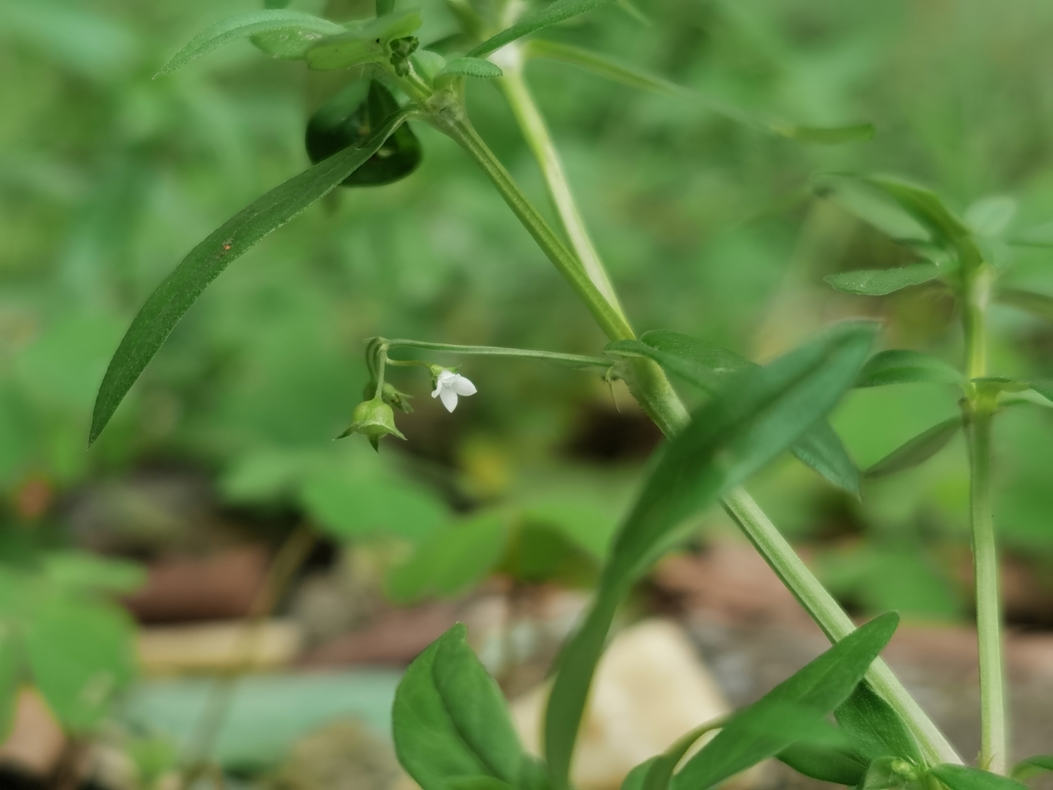 伞房花耳草,别名:水线草,水胡椒.