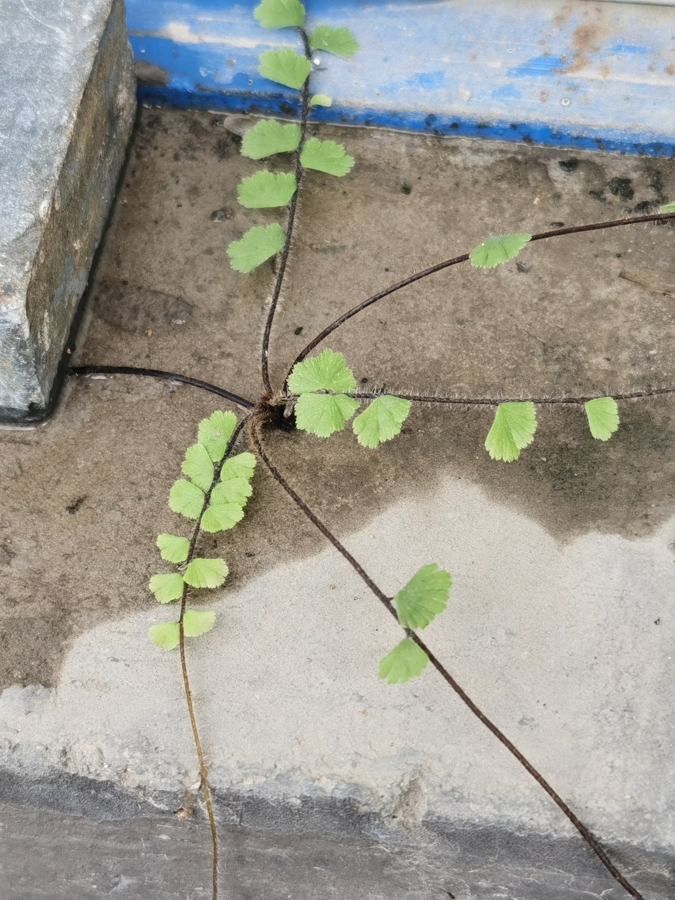 铁线蕨,别名:铁丝草,少女的发丝,铁线草,水猪毛土.