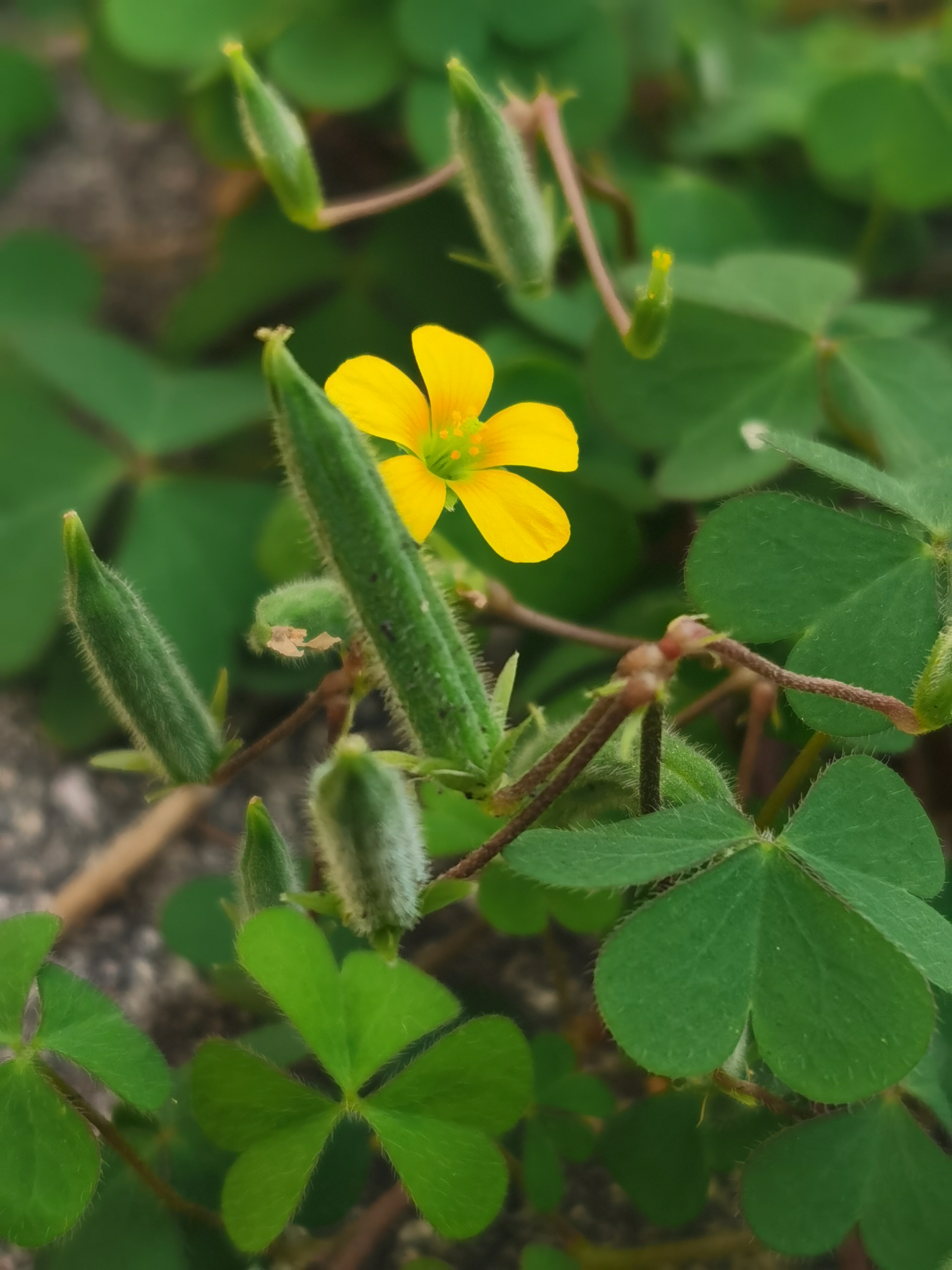 黄花小眼草图片及功效图片