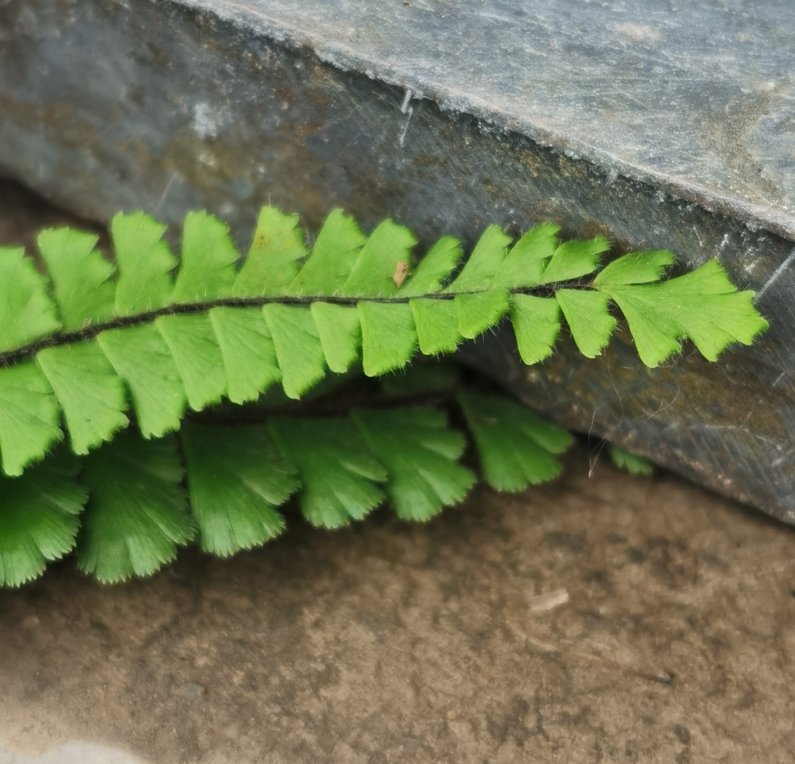 铁线蕨,别名:铁丝草,少女的发丝,铁线草,水猪毛土.