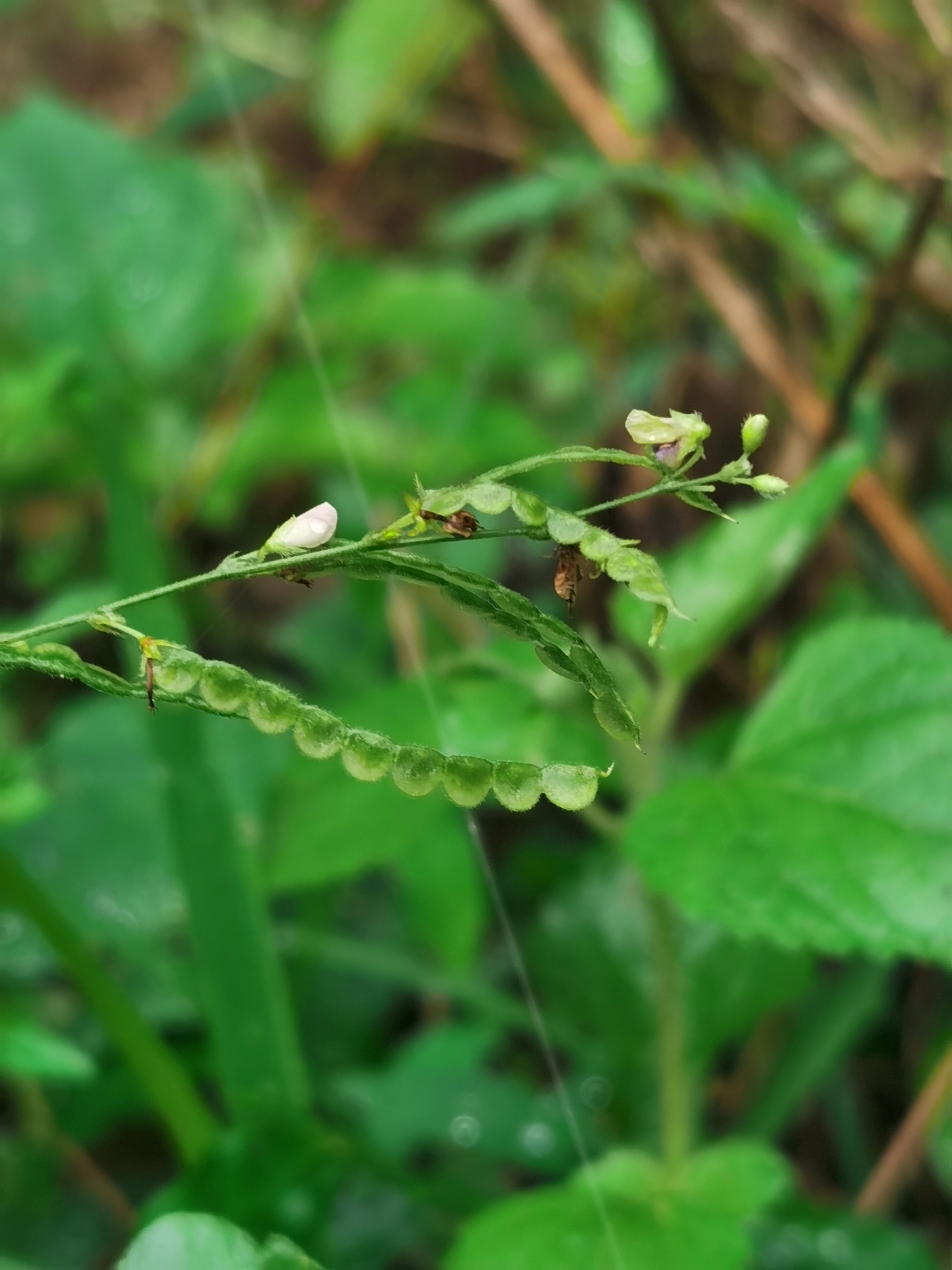 大叶山蚂蝗,别名:恒河蝉豆,蝉豆,红母鸡草,恒河山绿豆,大叶山绿豆.