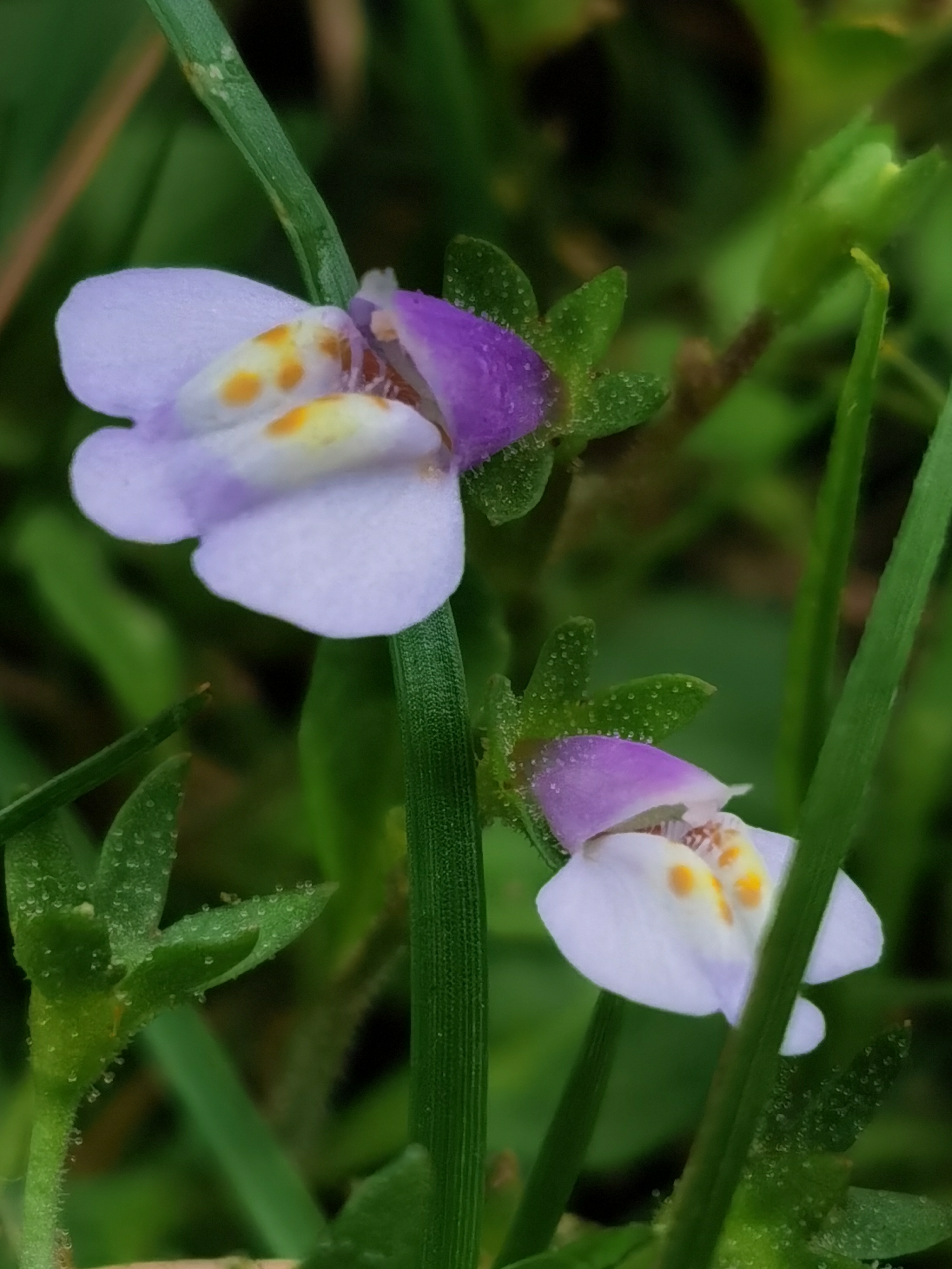 通泉草,别名:脓泡药,汤湿草,猪胡椒,野田菜,鹅肠草,绿蓝花,五瓣梅,猫