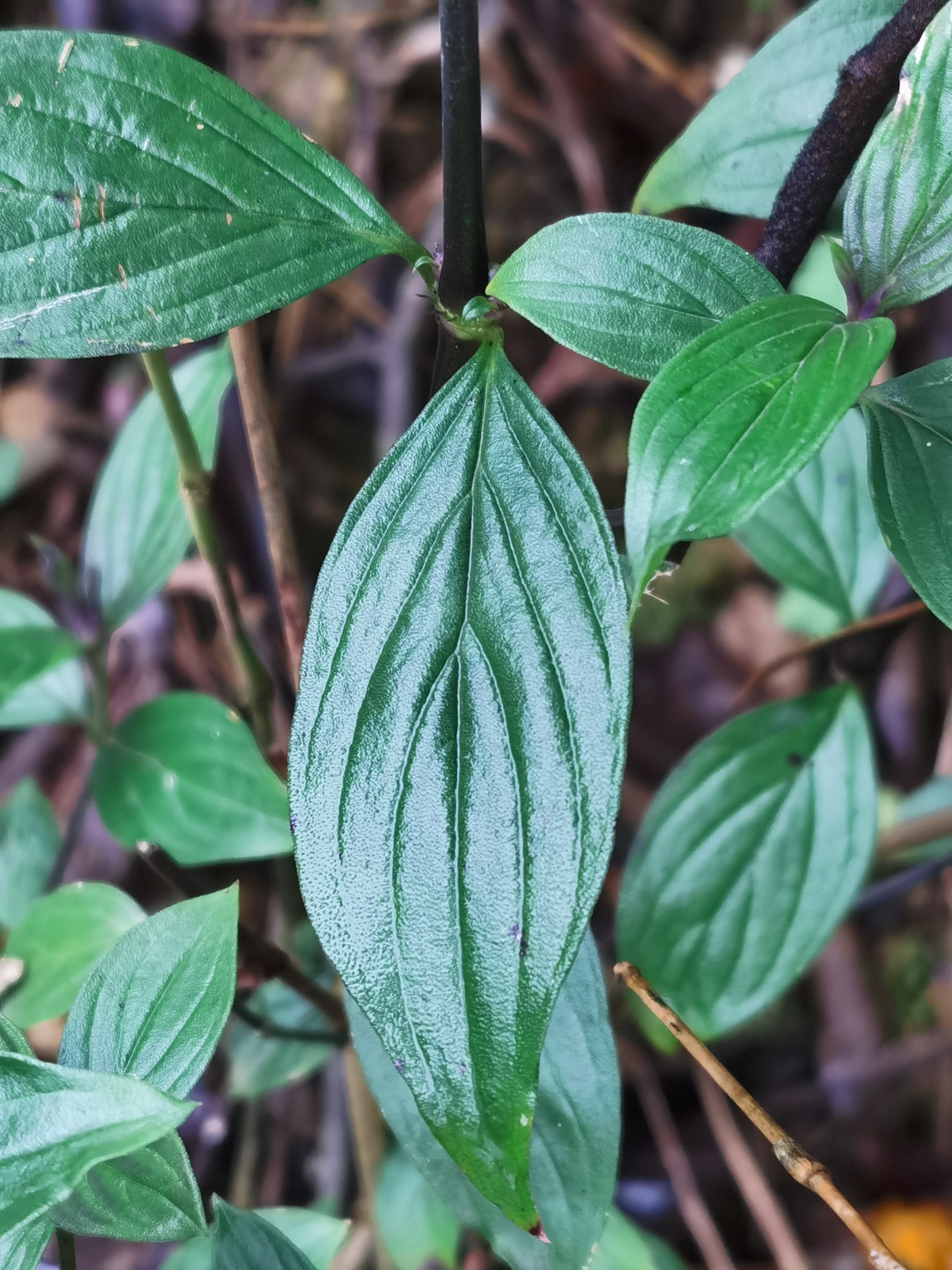 白地牛草药图片