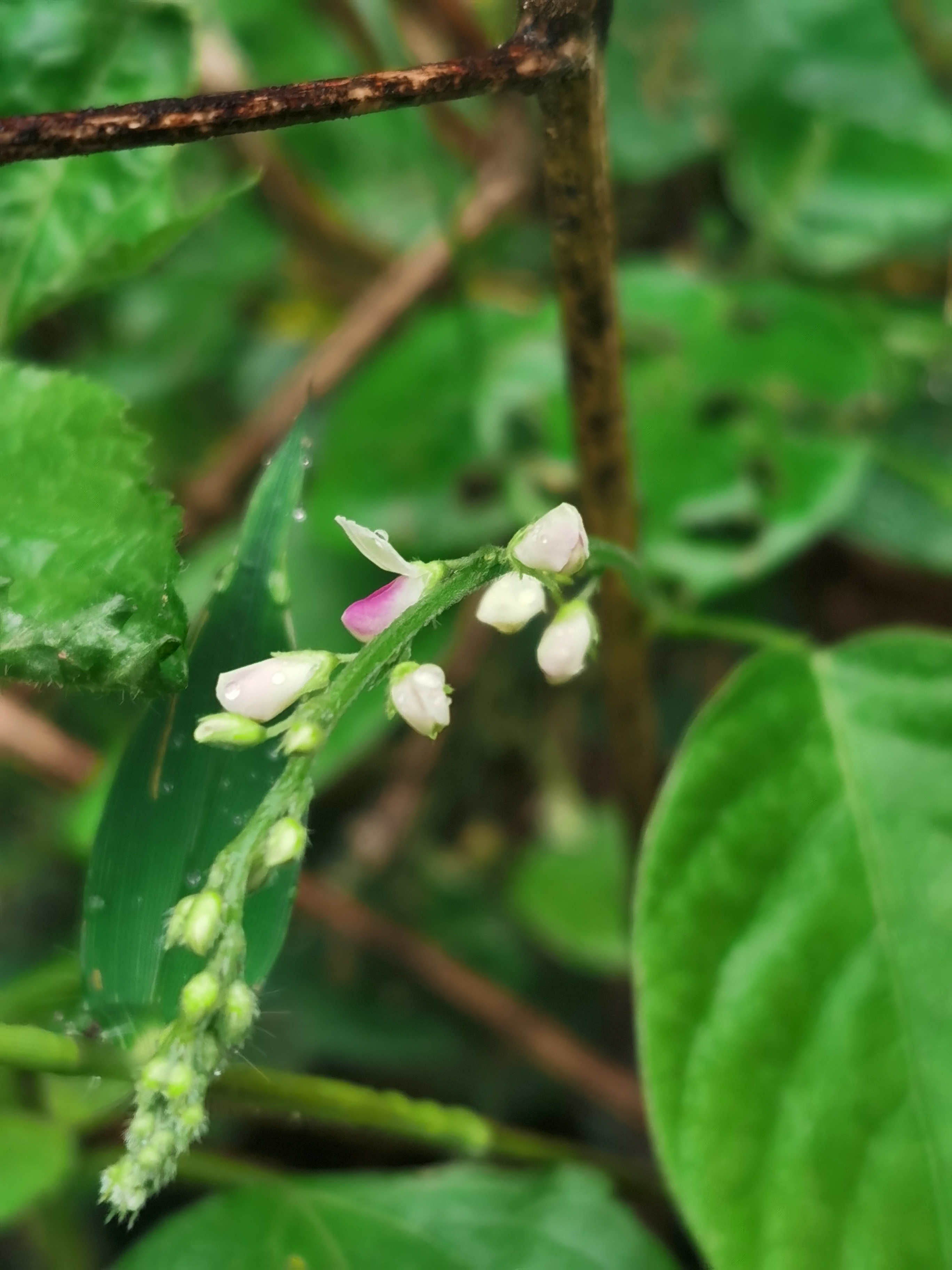 大叶山蚂蝗,别名:恒河蝉豆,蝉豆,红母鸡草,恒河山绿豆,大叶山绿豆.