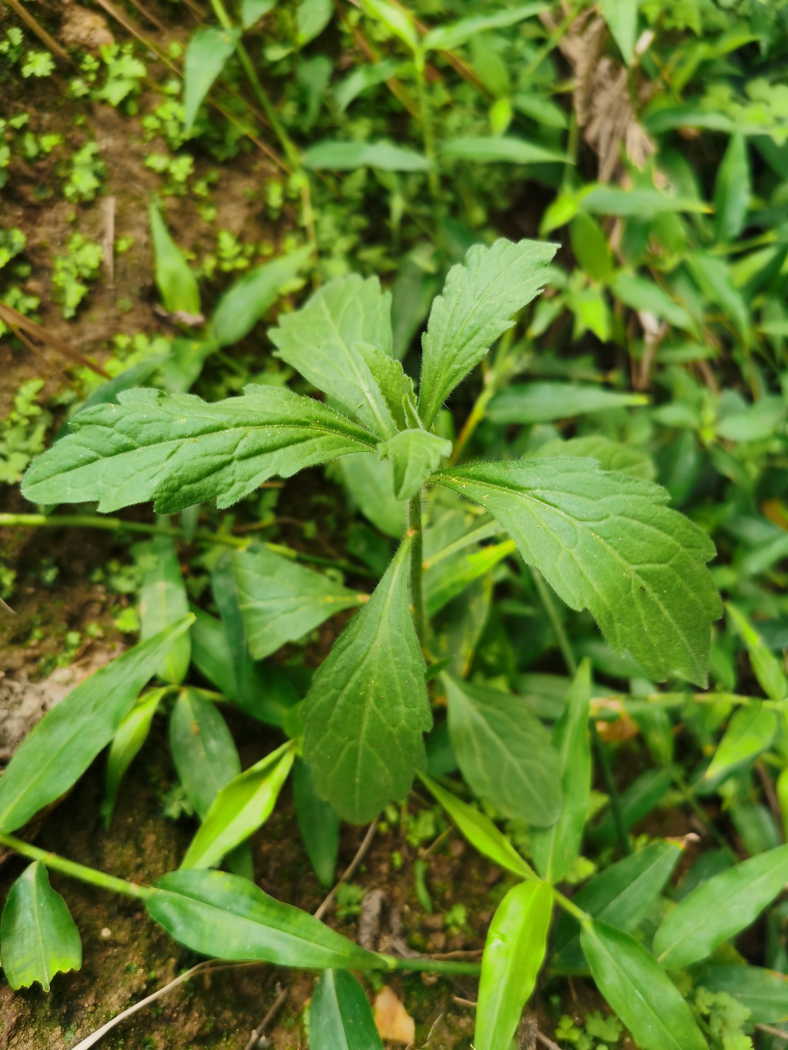 飞蓬草的图片和功效图片