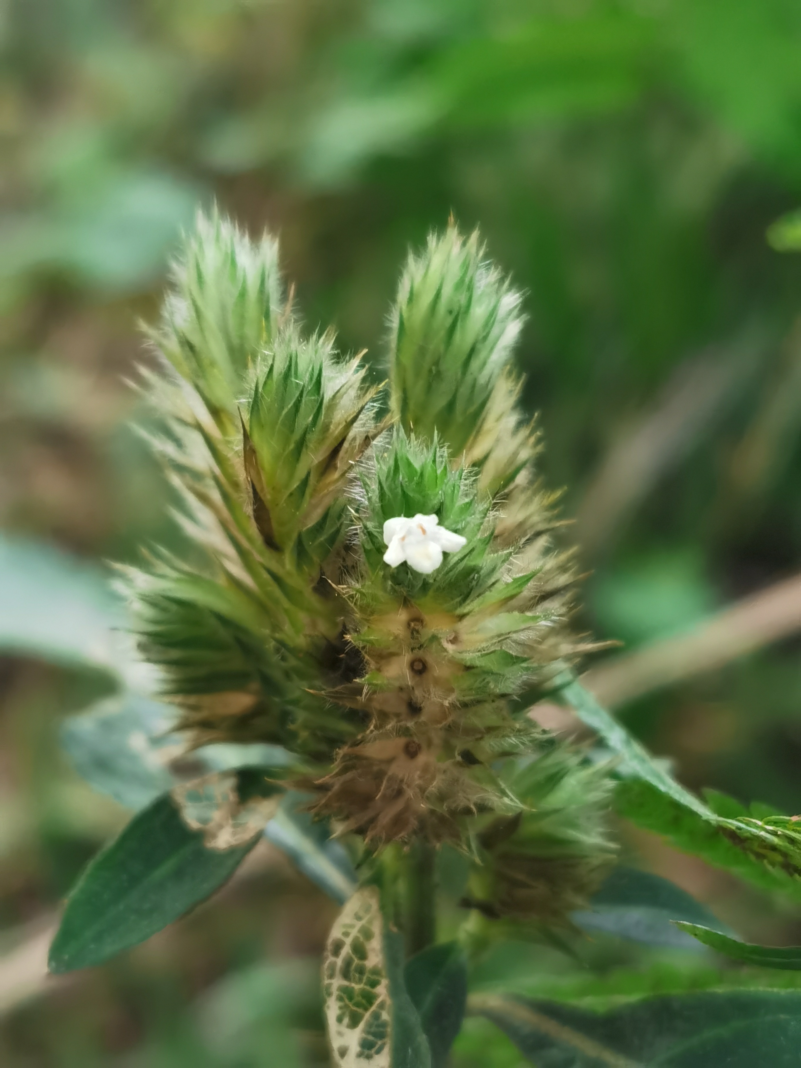 鳞花草,别名牛膝琢,鳞衣草.