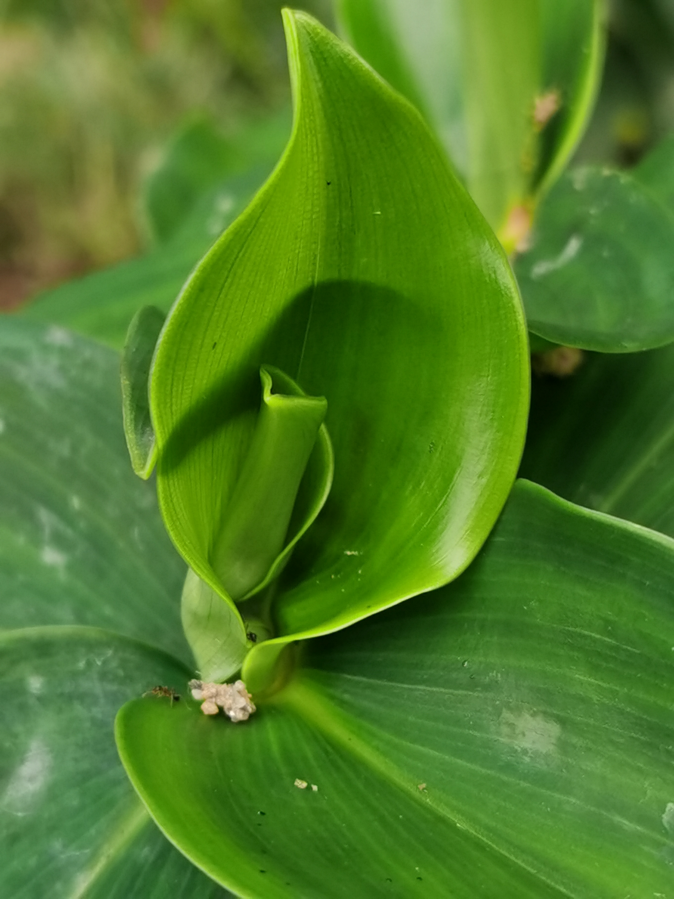 闭鞘姜,别名:白头到老,老妈妈拐棍,广商陆,水蕉花等.