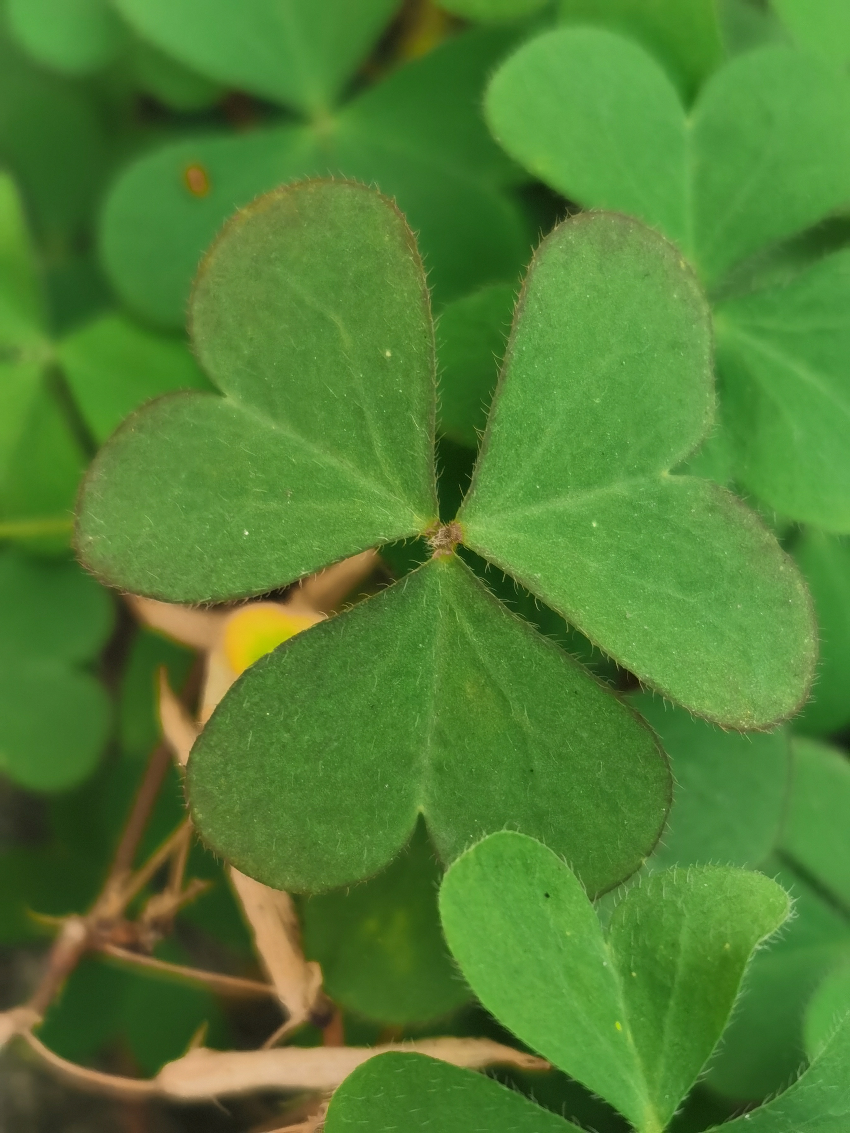 酢浆草,别名:黄花酢浆草,小本盐酸仔草,盐酸仔草,盐酸草,酸味草,三叶