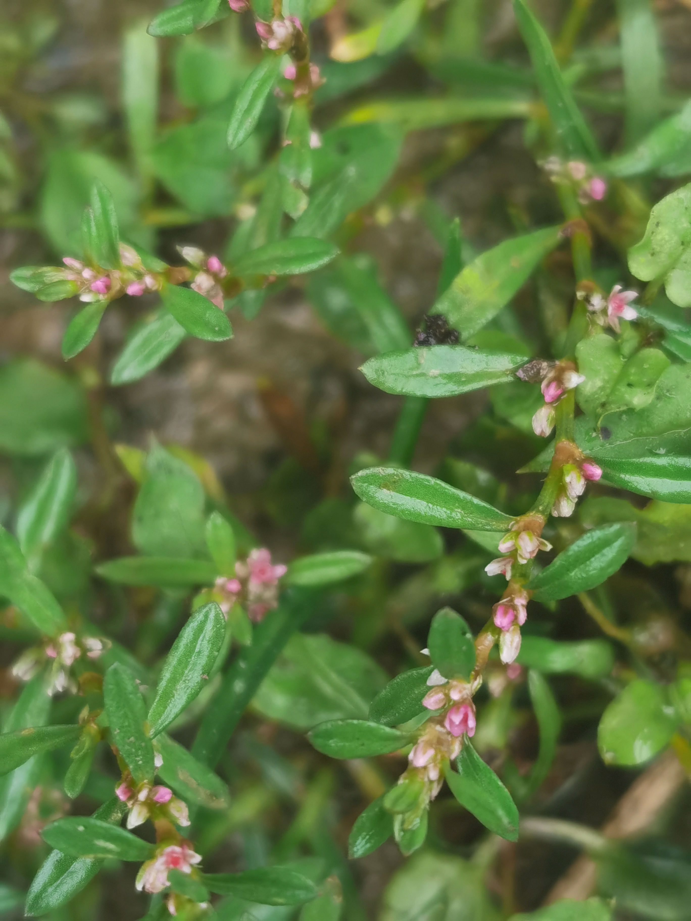 习见蓼,别名:铁马齿苋,普通蓼,小蓼,假扁蓄.