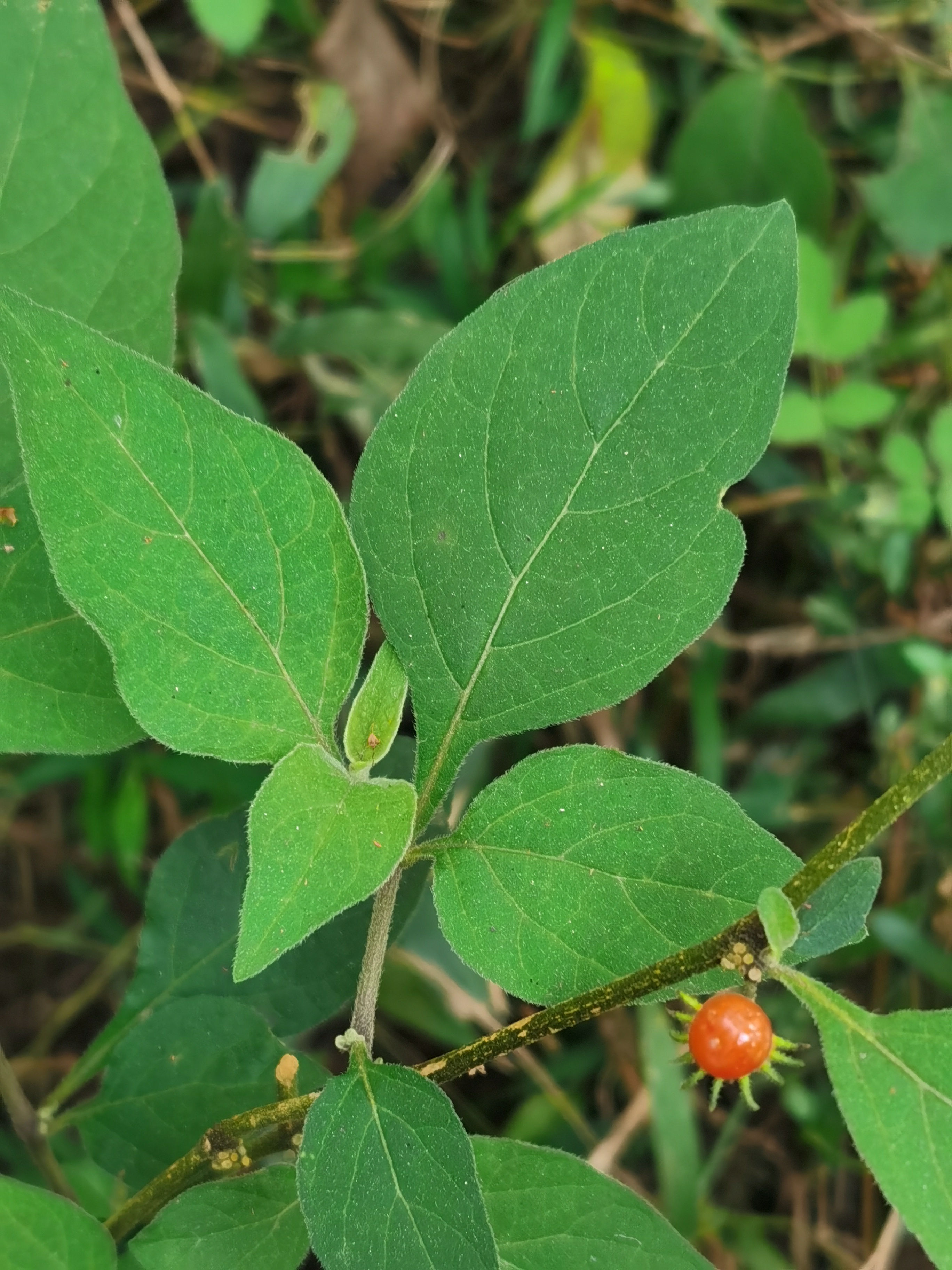 野生红背丝绸草药图片图片