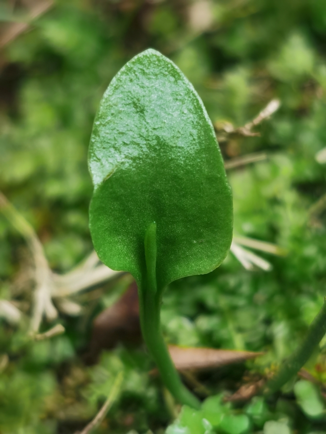 心叶瓶尔小草,别名:一支箭,瓶尔小草