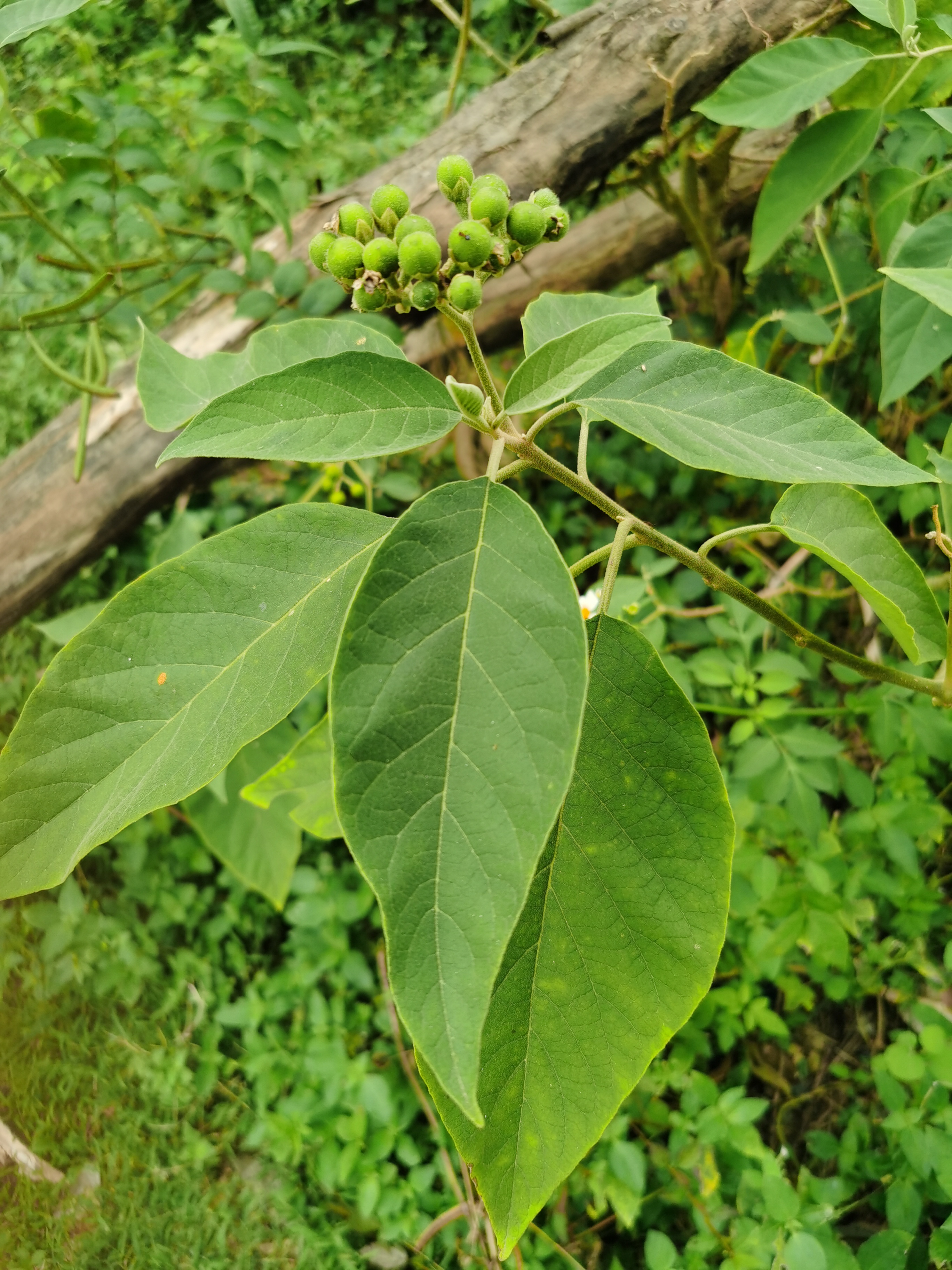 叶,大黄叶,土烟叶,石烟,假烟叶,臭烟,洗碗叶,大毛叶,大烟叶,天蓬草,大