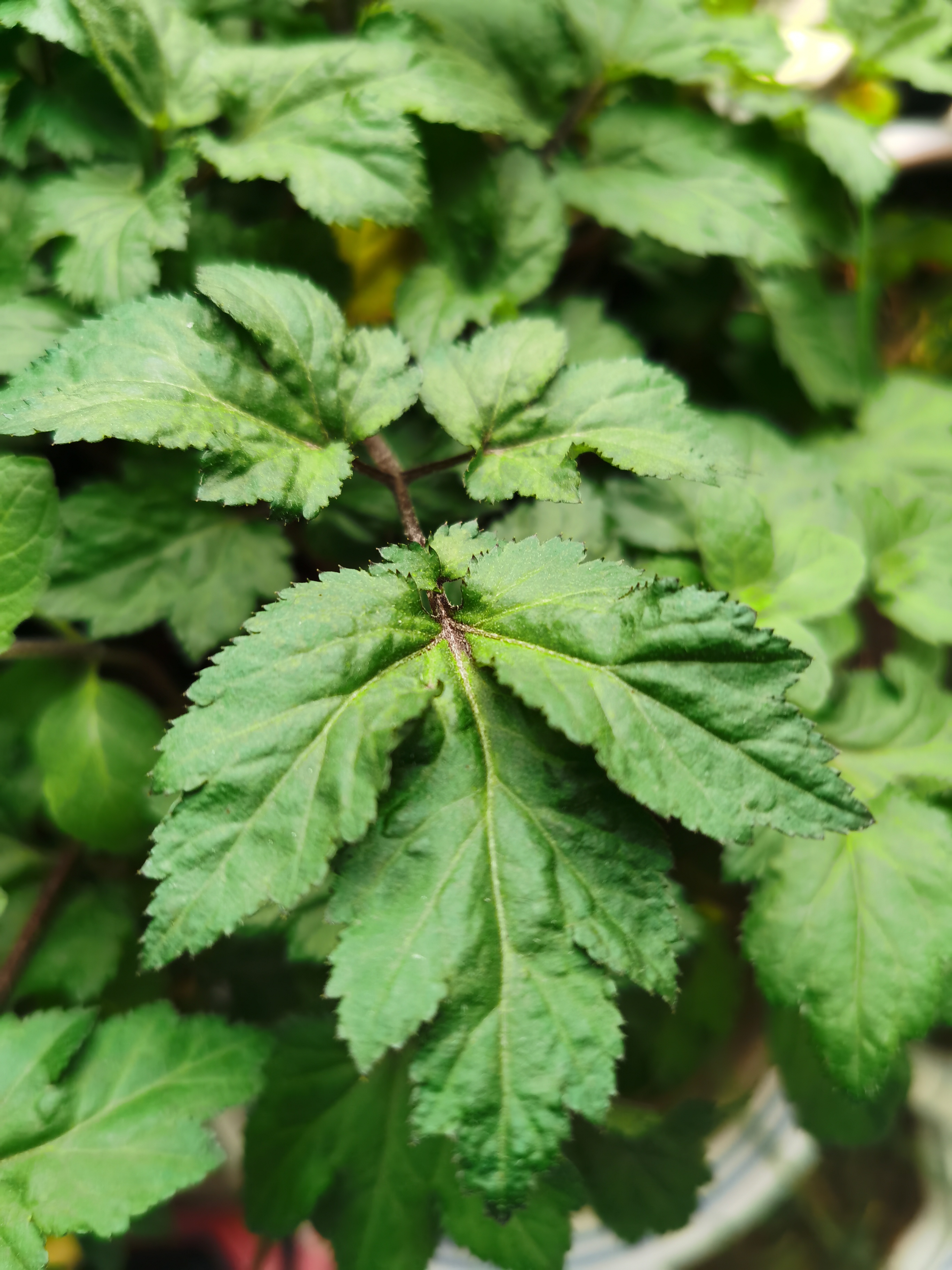 鸭脚艾,又叫红艾,学名白苞蒿@不起眼的小花的动态