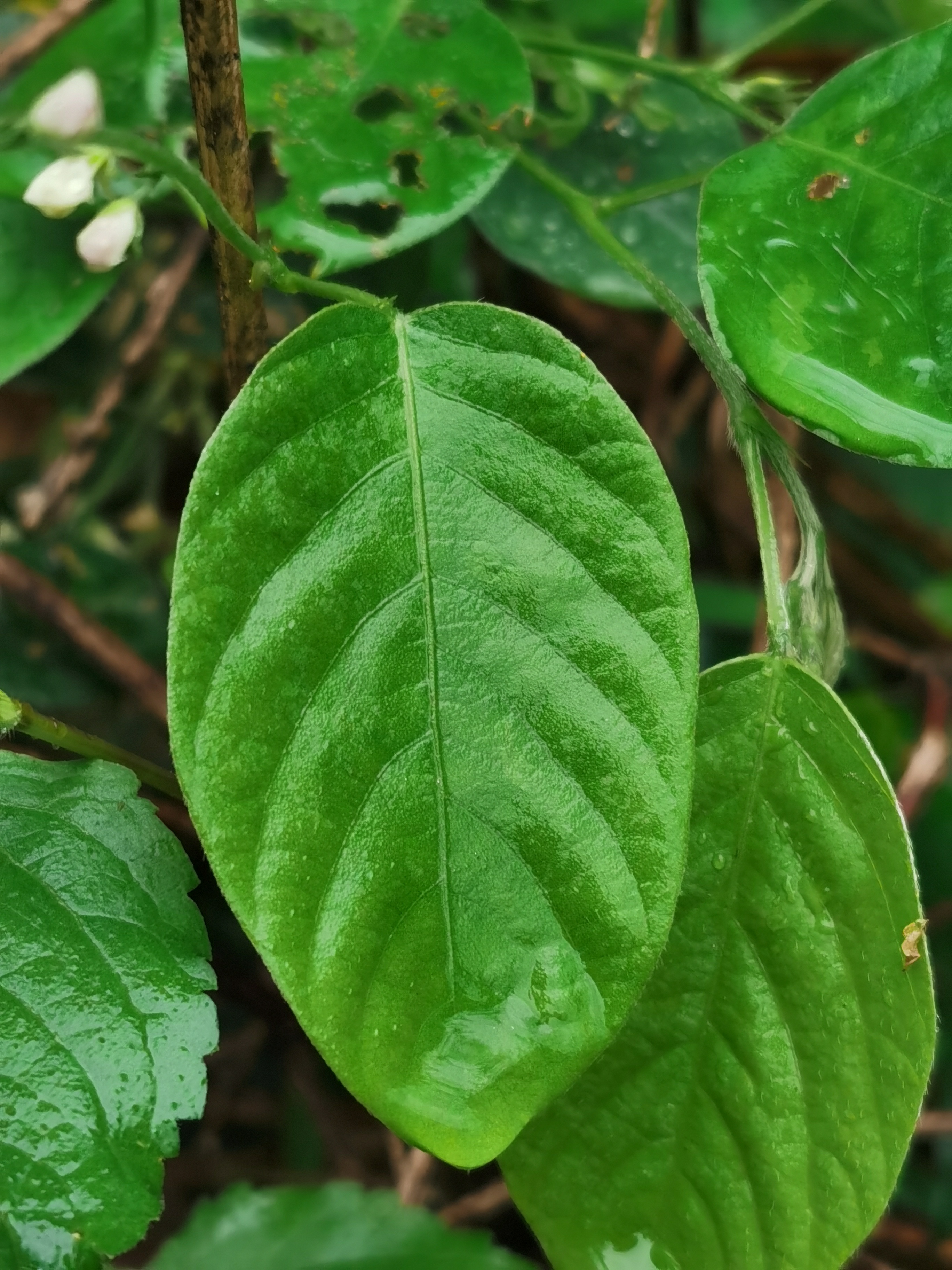 大叶山蚂蝗,别名:恒河蝉豆,蝉豆,红母鸡草,恒河山绿豆,大叶山绿豆