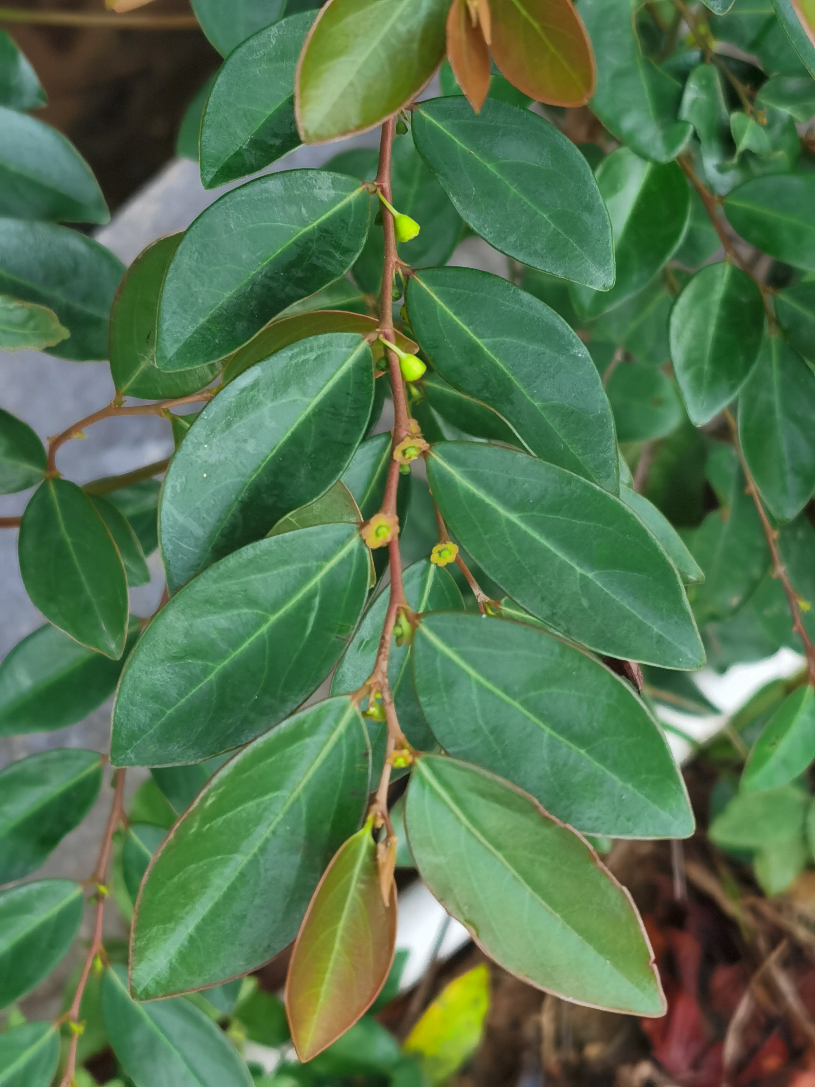 黑面神,别名鬼画符.