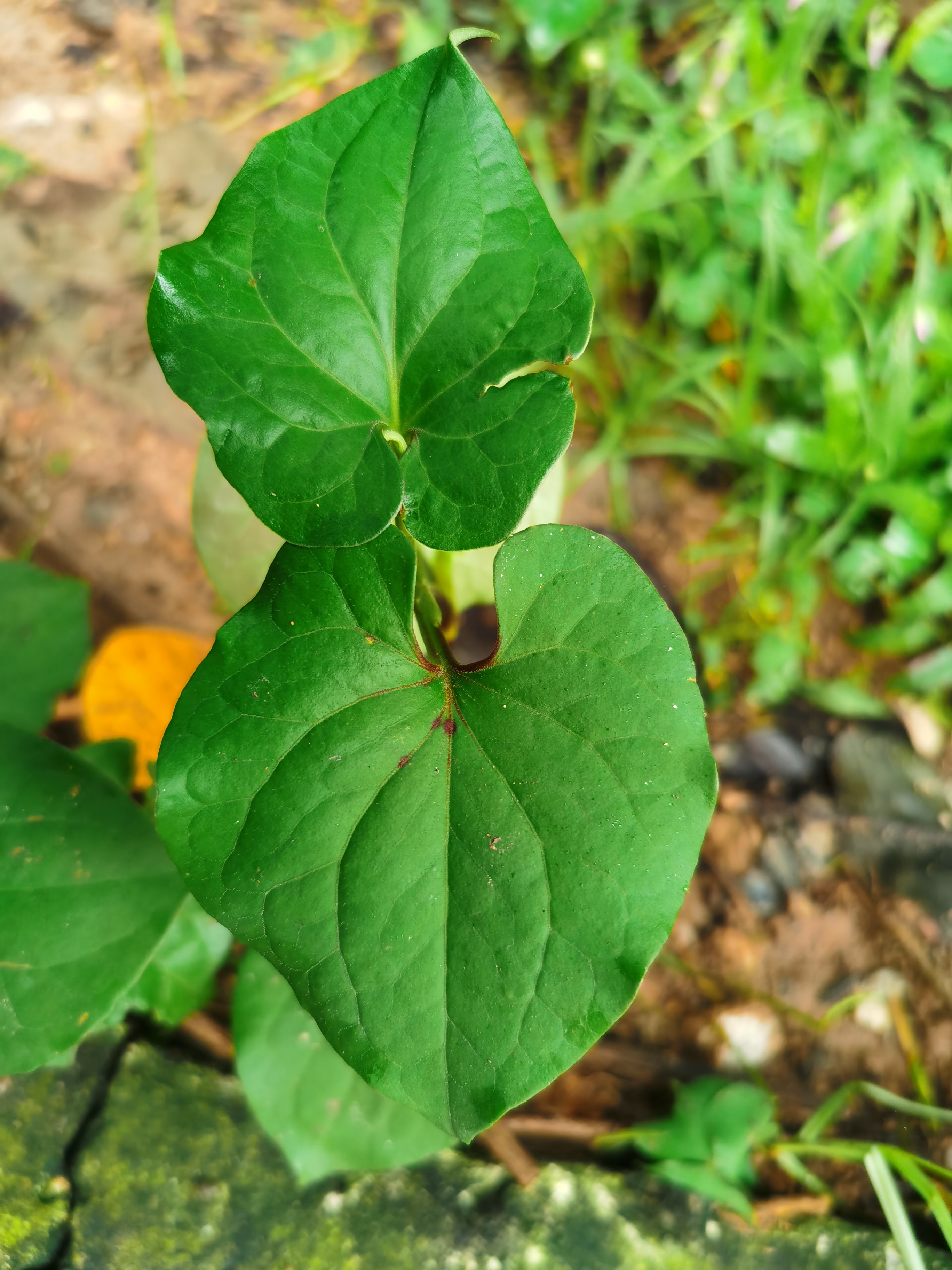 鱼骨草的样子图片