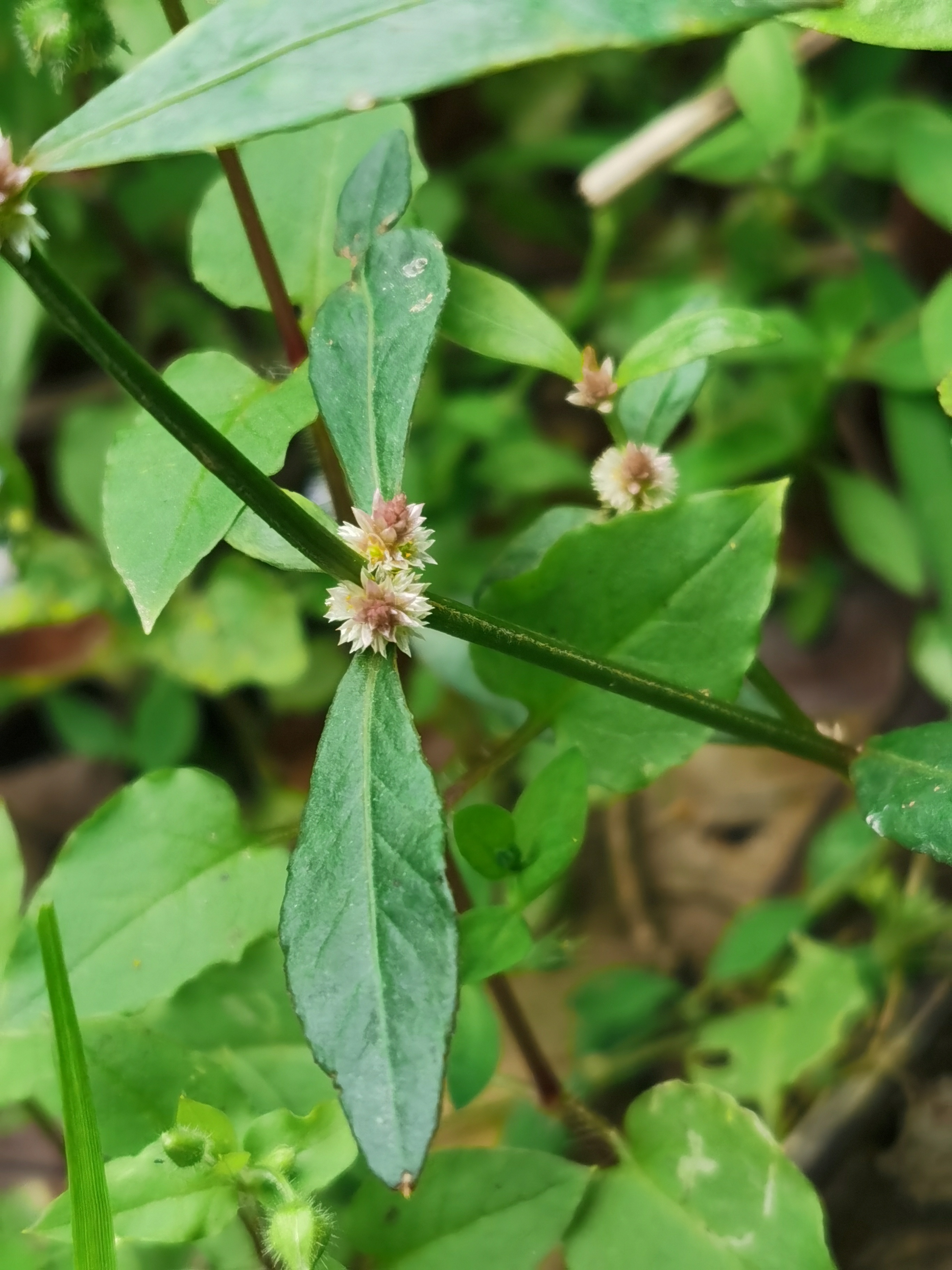 莲子草,又名满天星,节节花,水牛膝.