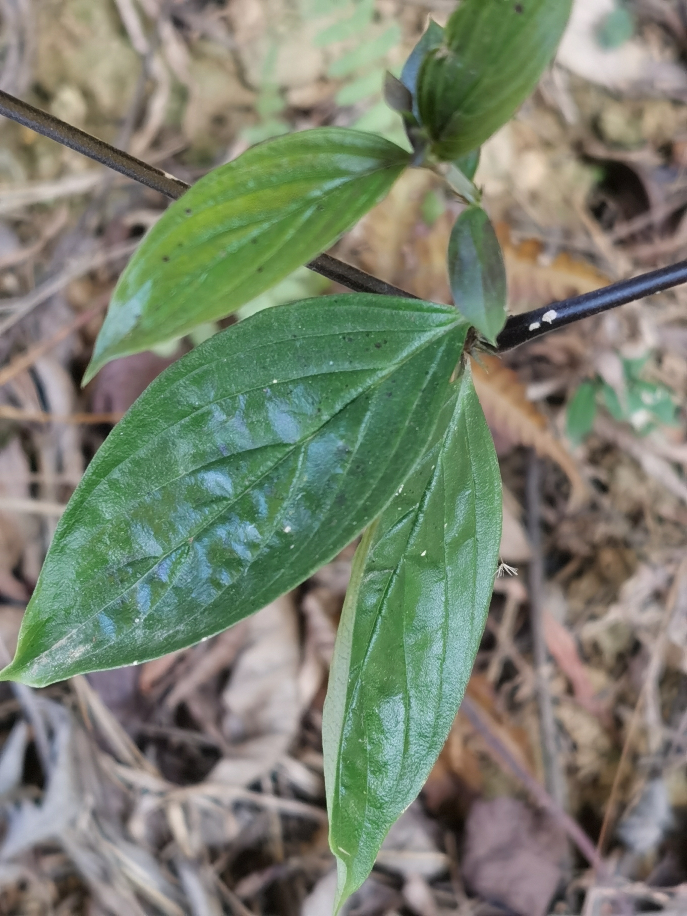 白地牛草药图片