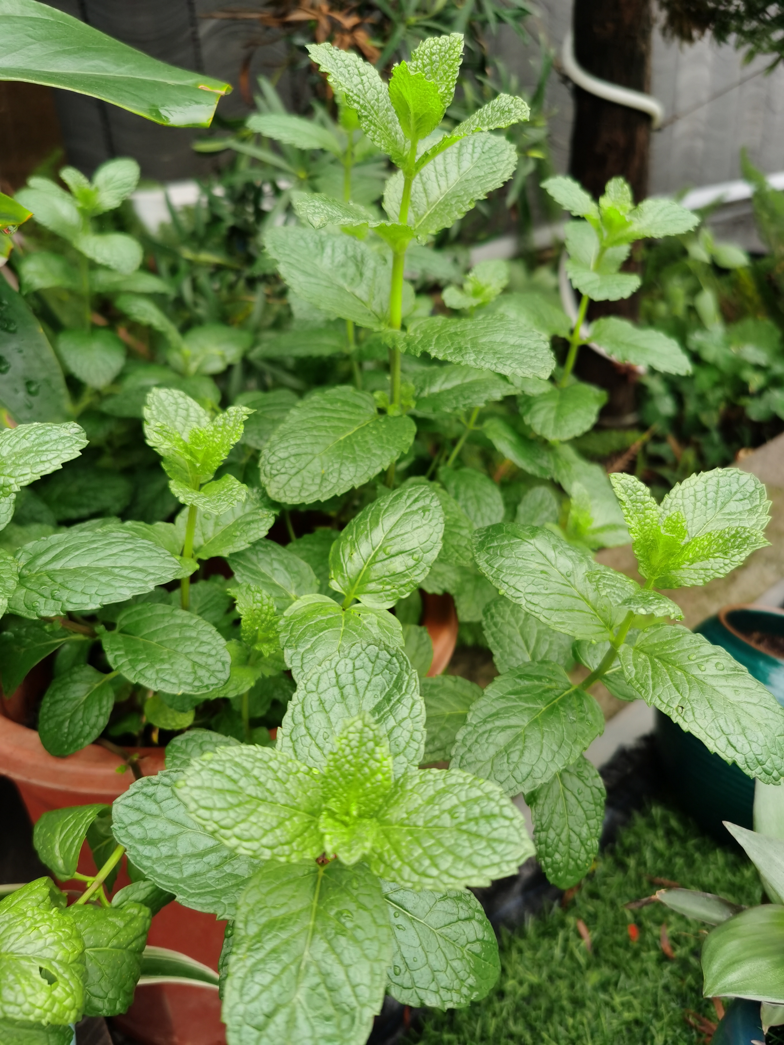 鱼香草和薄荷的区别图片