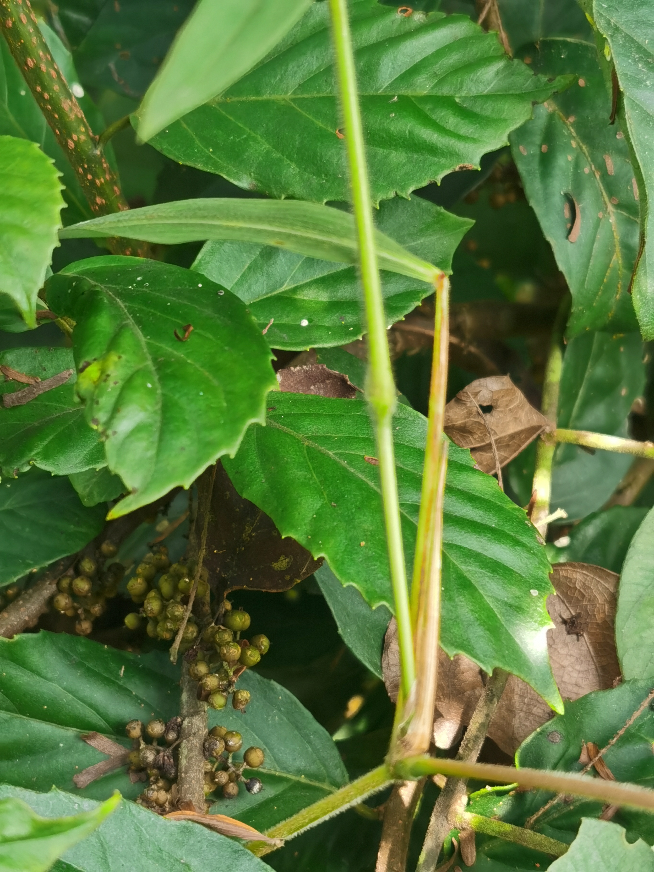 鲫鱼胆草图片大全图片