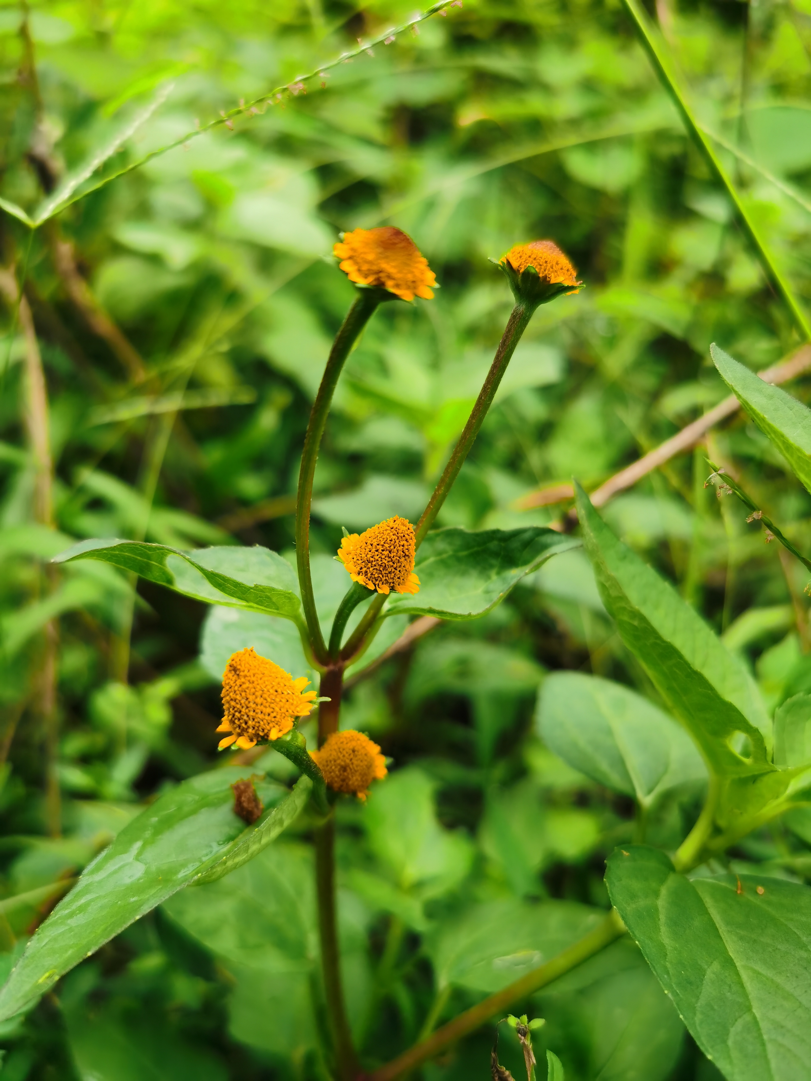 金钮扣,别名雨伞草.