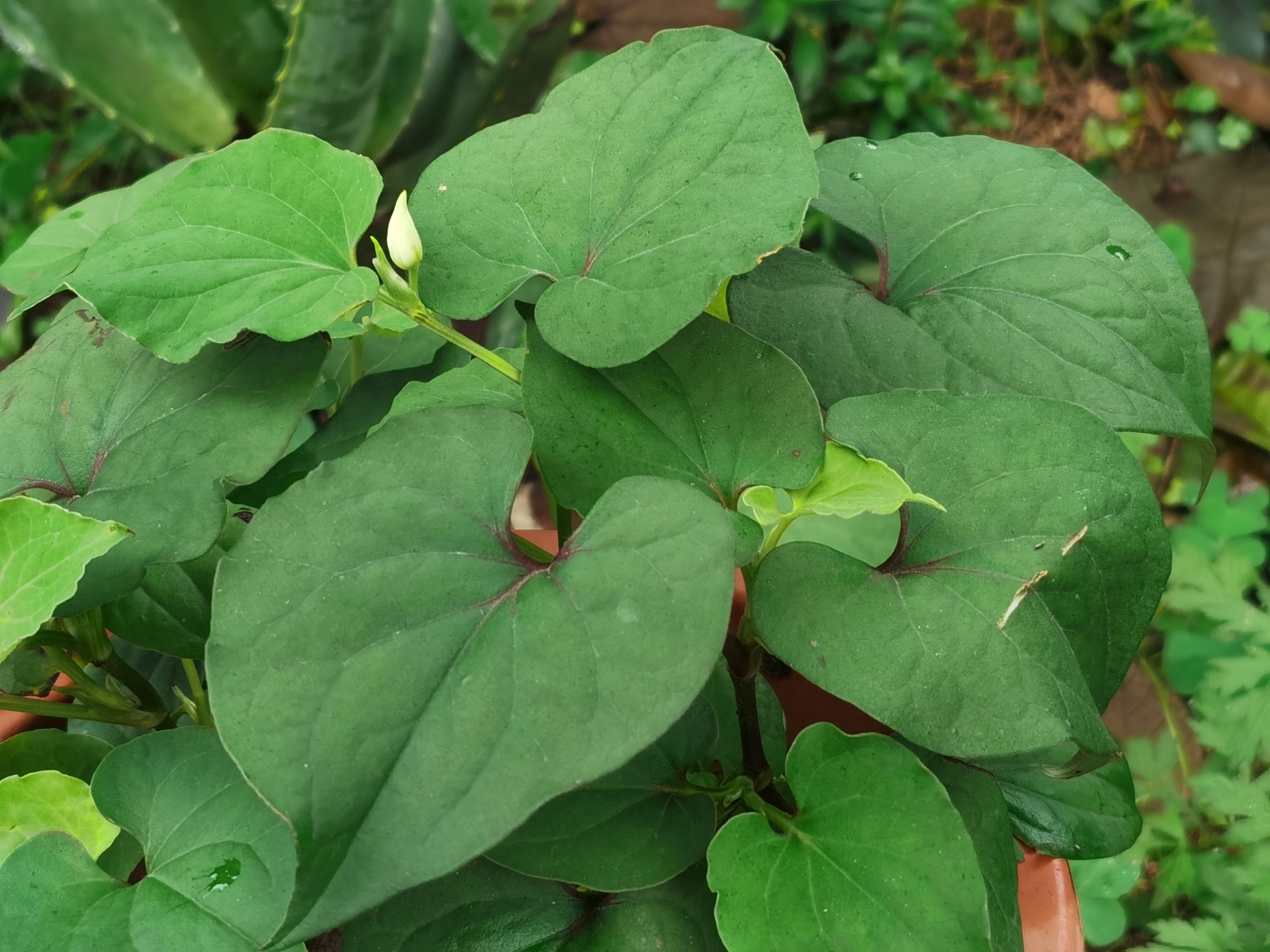 鱼腥草,别名:狗心草,折耳根.@不起眼的小花的动态