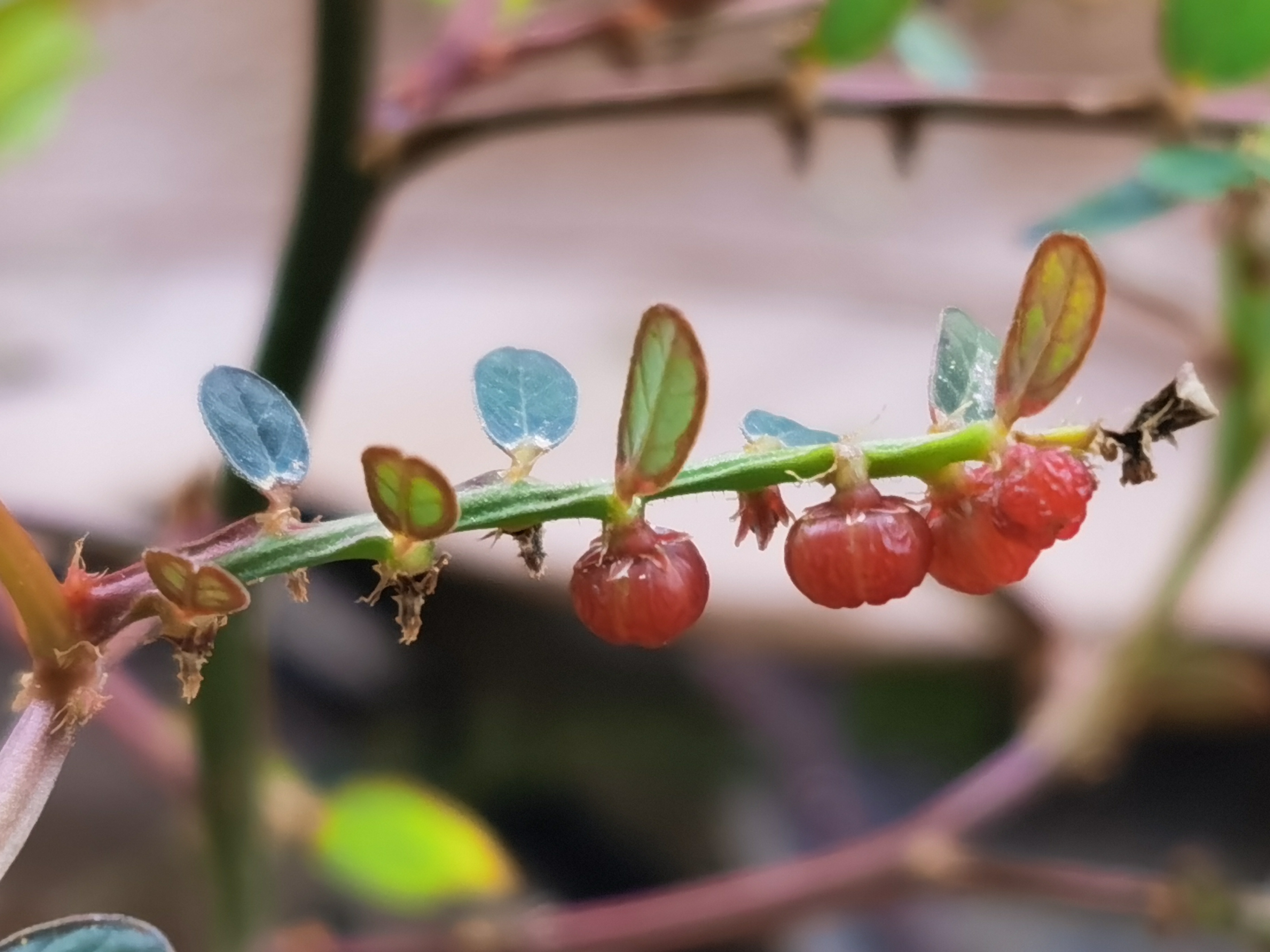 大叶珠药材植物图片图片