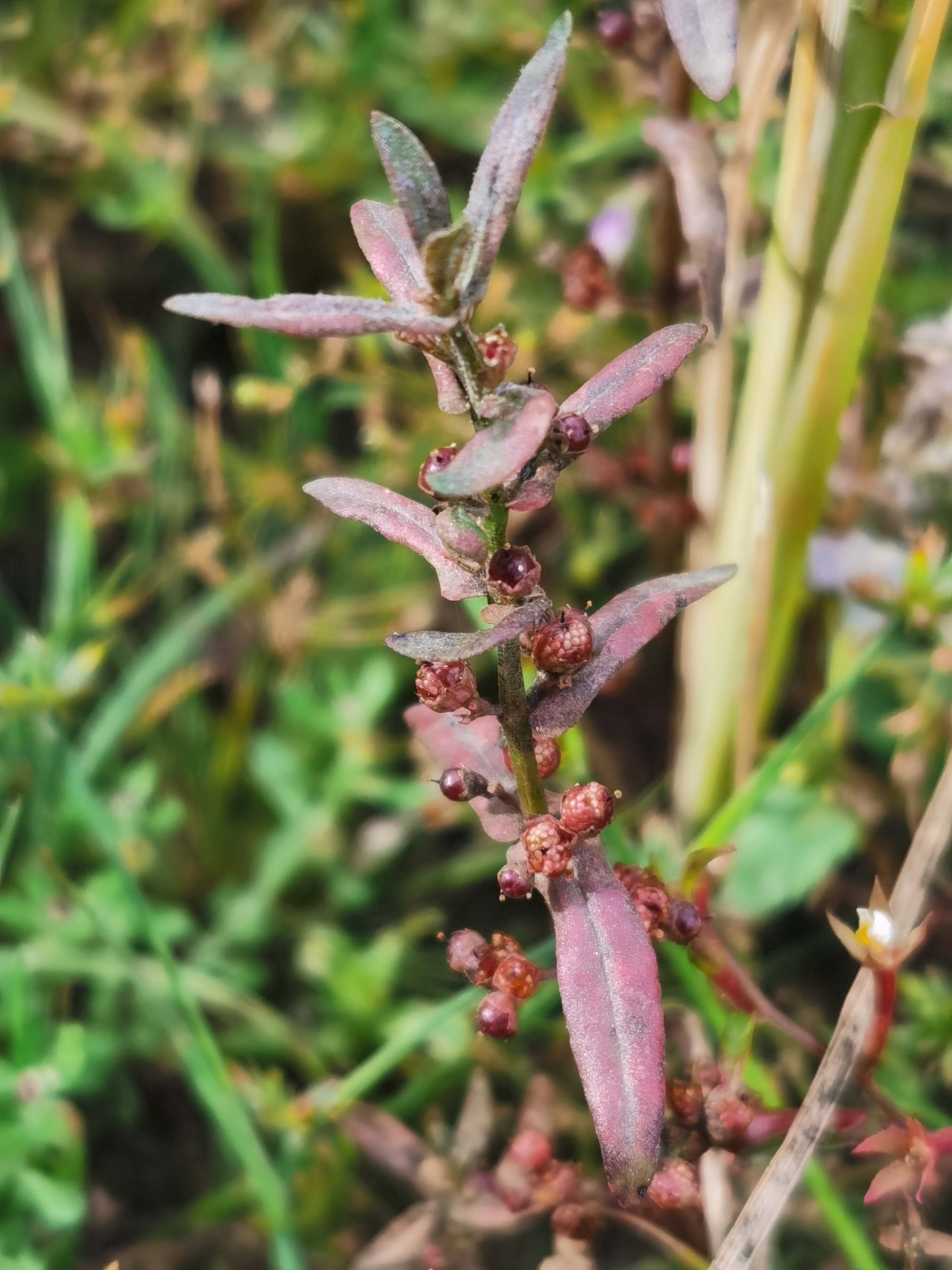 治水豆草药图片图片