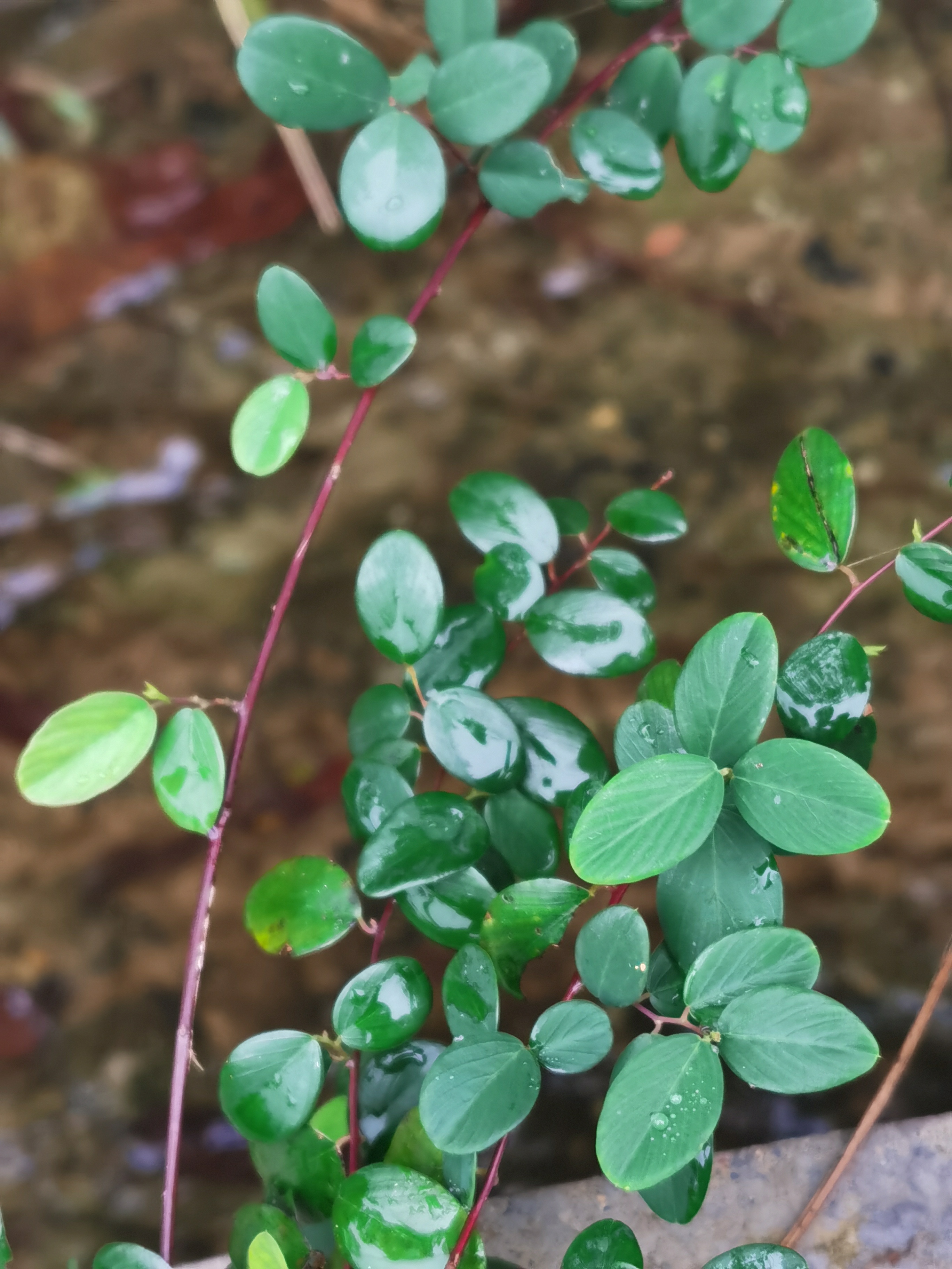 铁包金,别名老鼠屎.