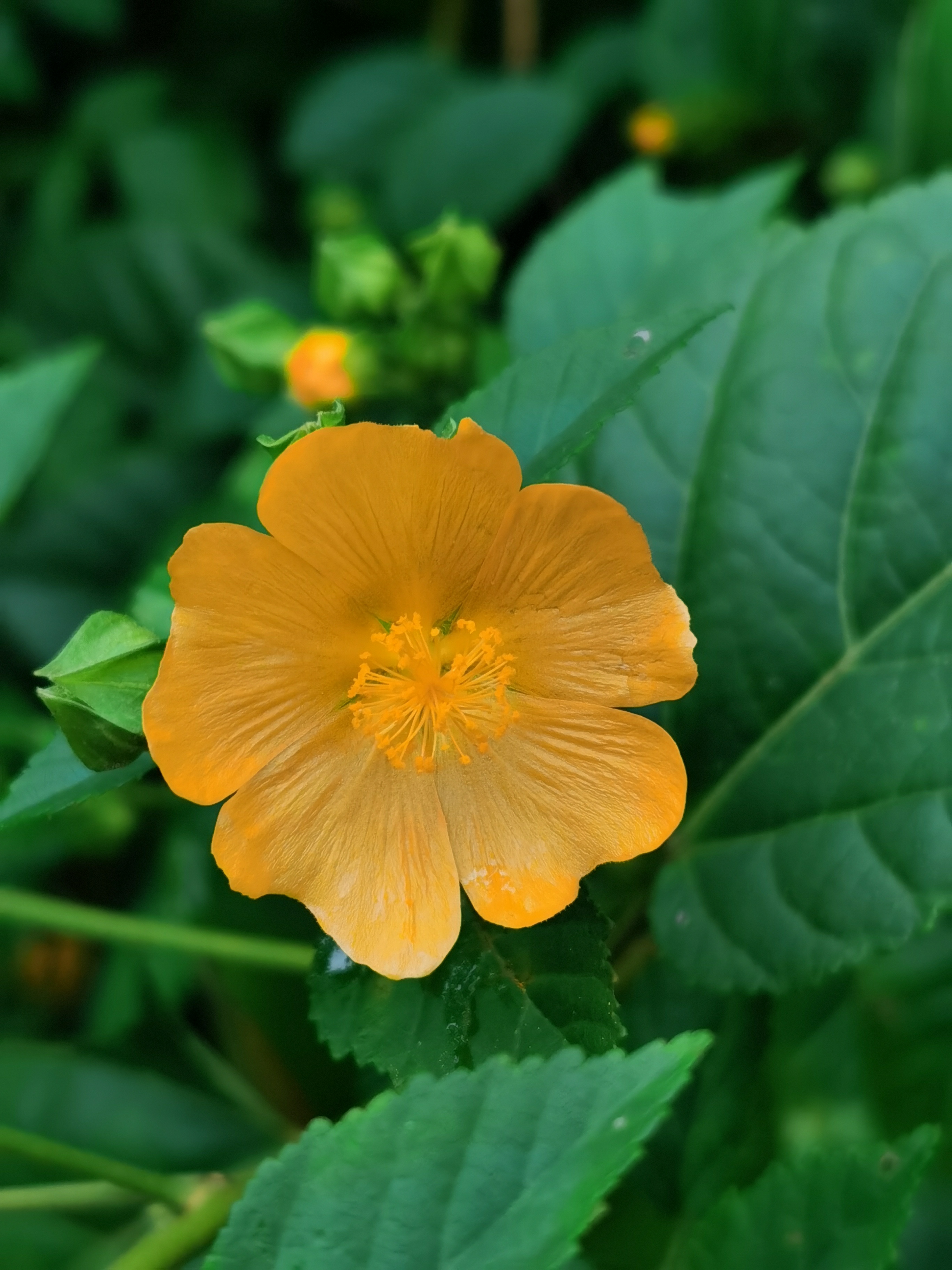 橙色的花朵,花瓣像心形,看着熟悉,却又想不起它的名字.