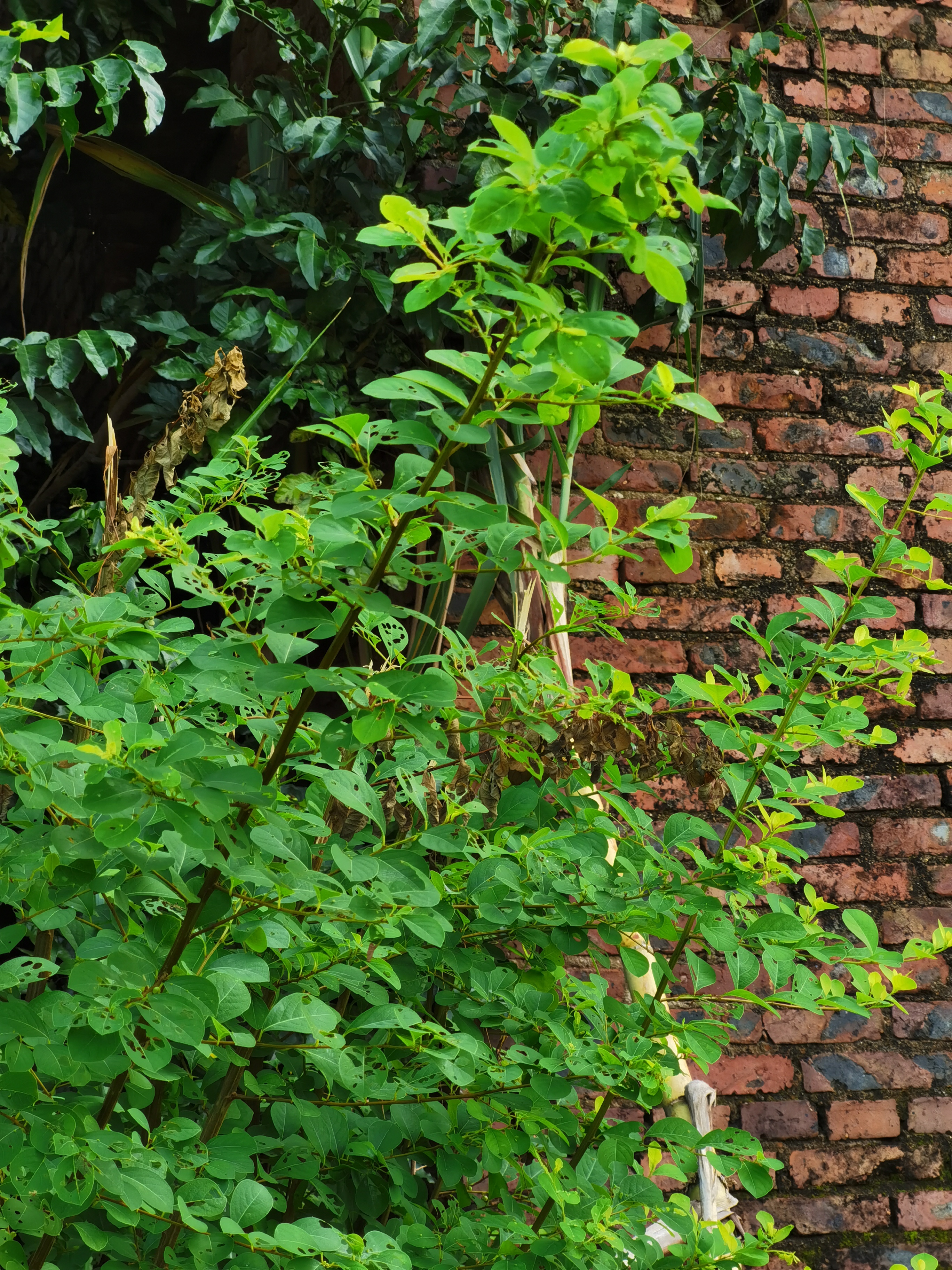 龙眼睛,学名白饭树.