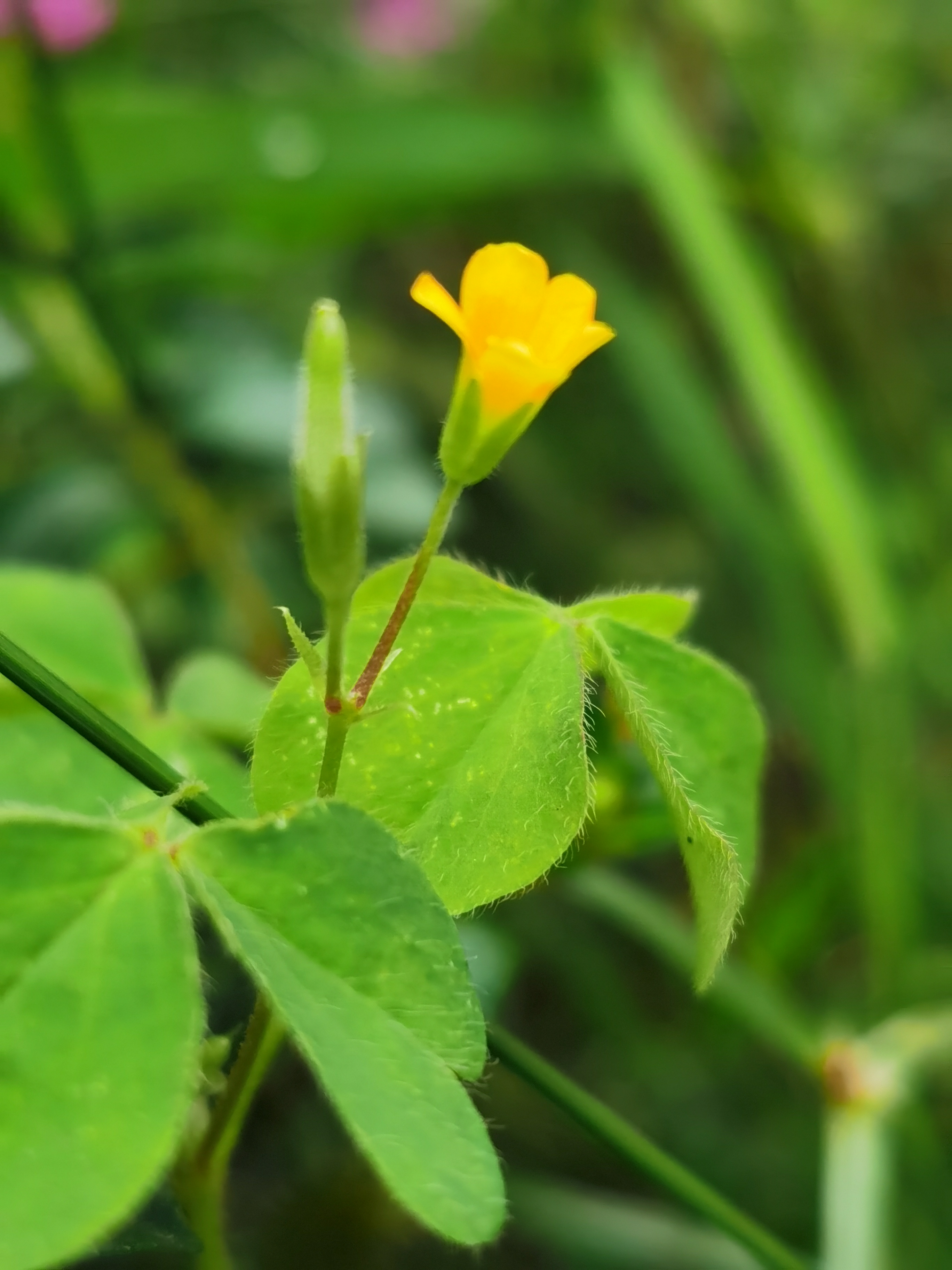 黄花酢浆草,别名:酢浆草,小本盐酸仔草,盐酸仔草,盐酸草,酸味草,三叶