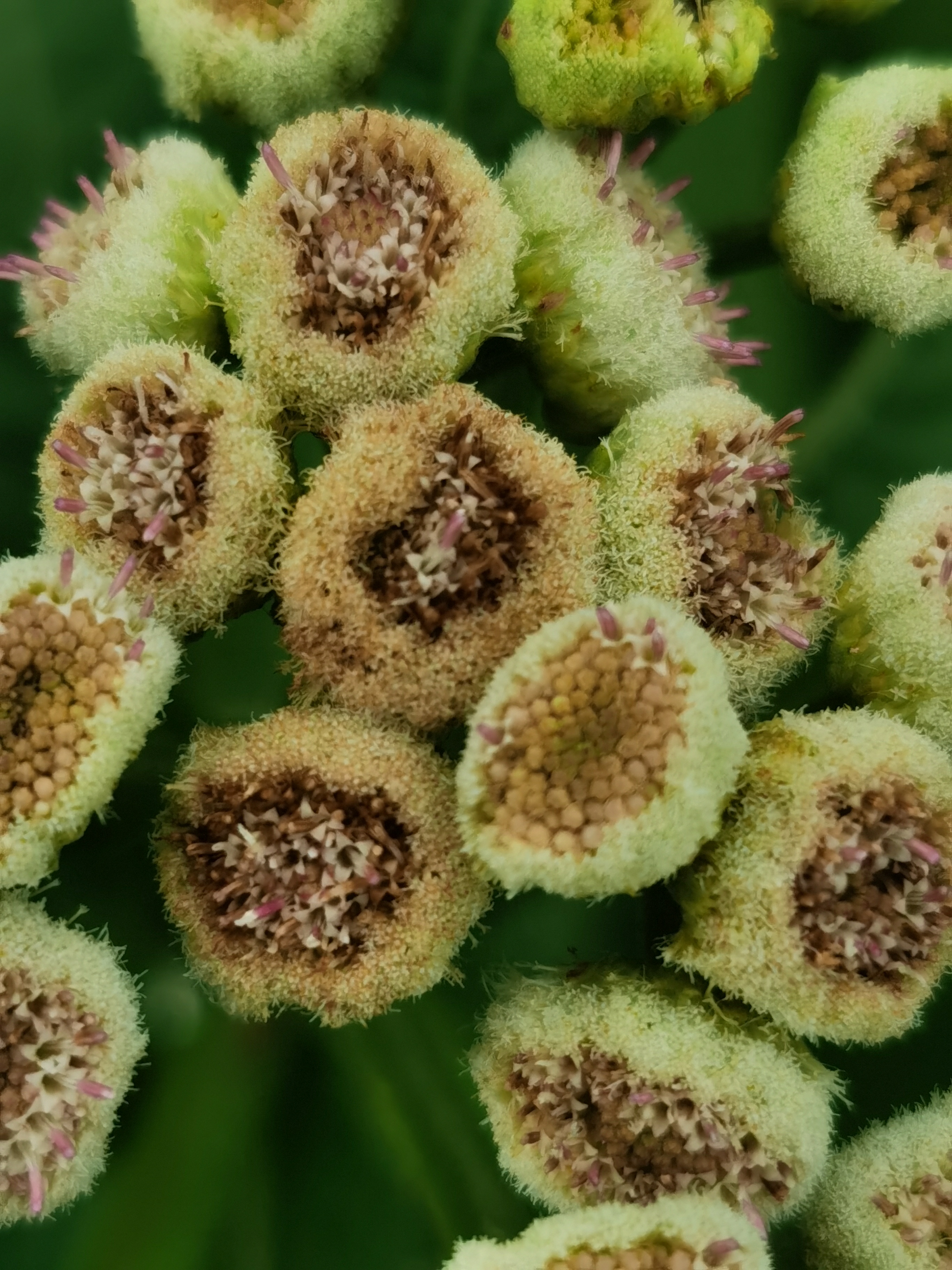 翼茎阔苞菊,别名:六棱菊,箭形阔苞菊,猪仔草