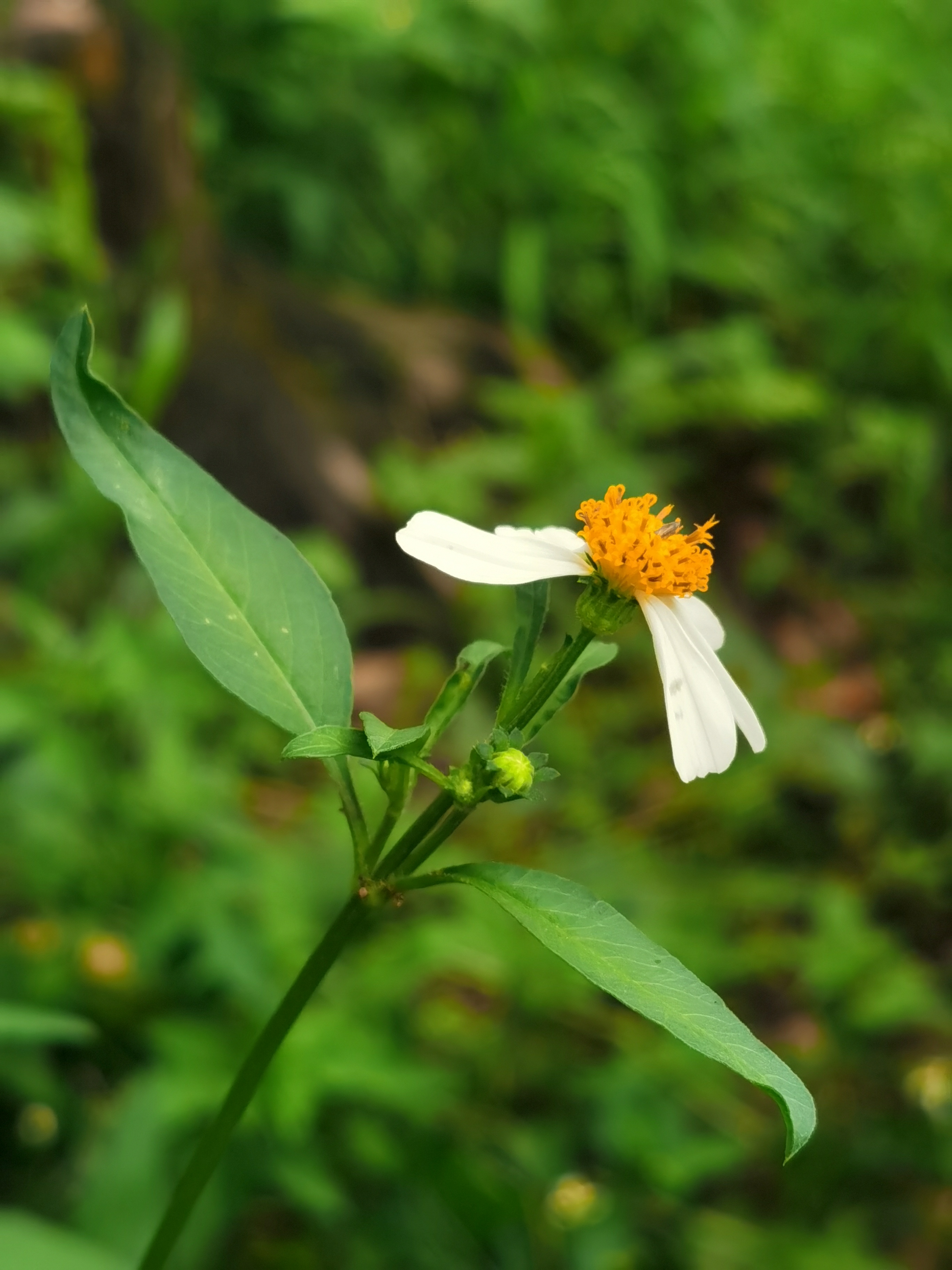 鬼针草,别名虾钳草.