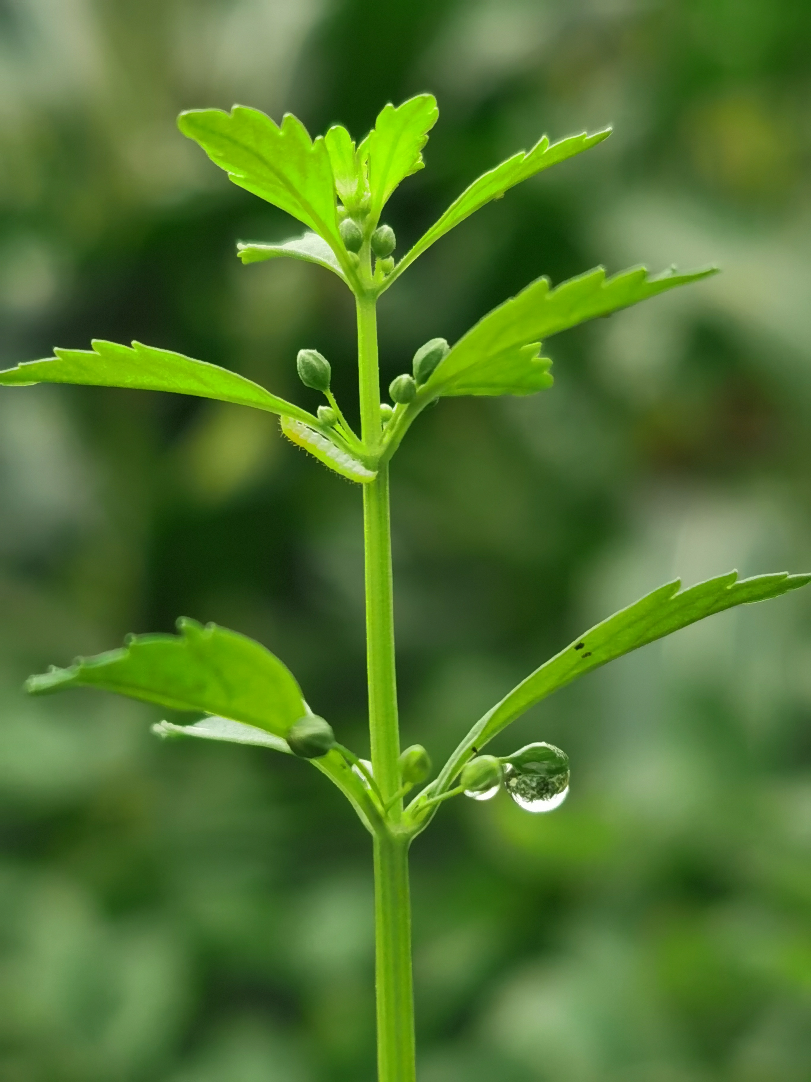 甘草的原植物图图片