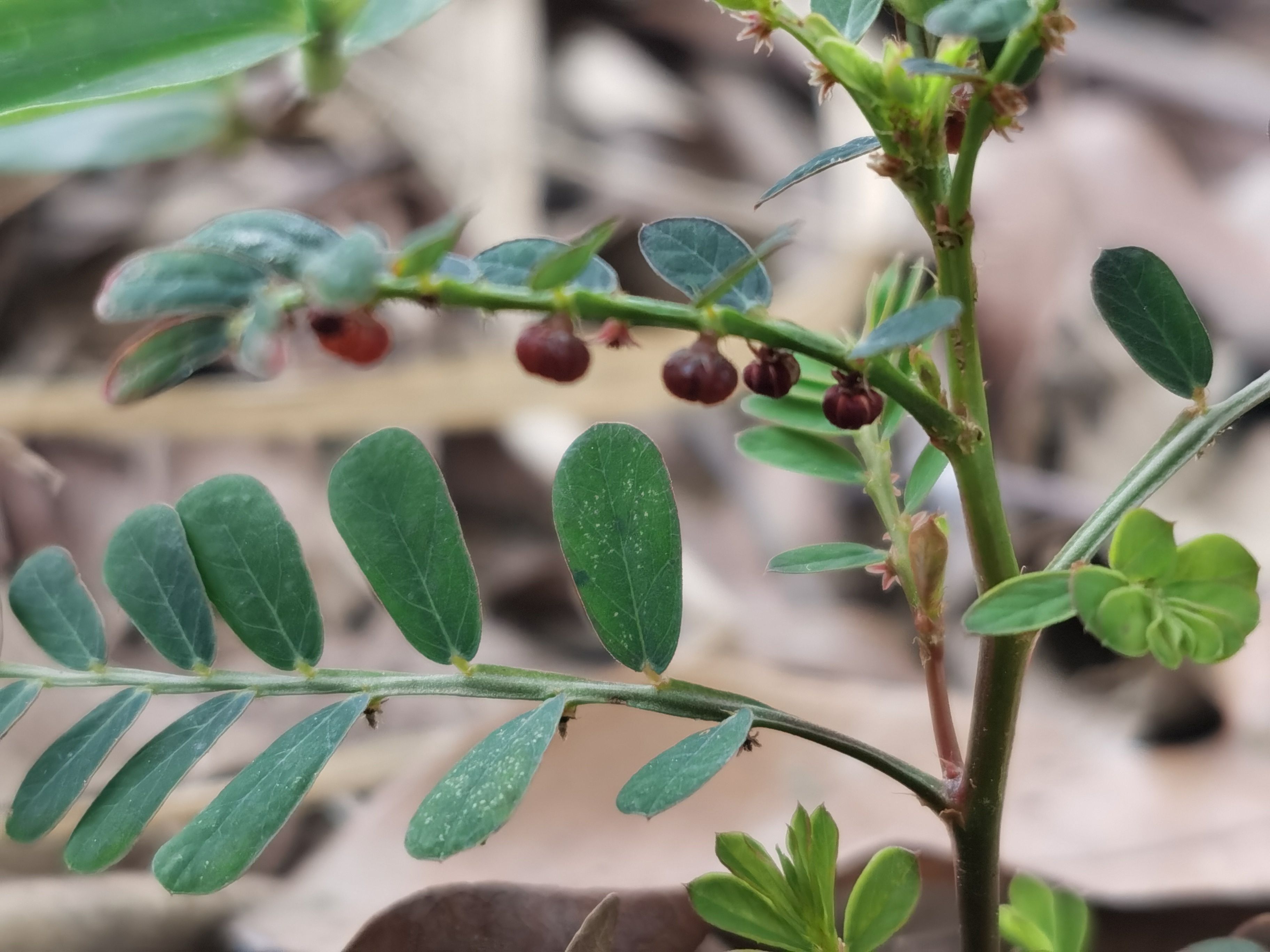 叶下珠,又名珍珠草,龙珠草.