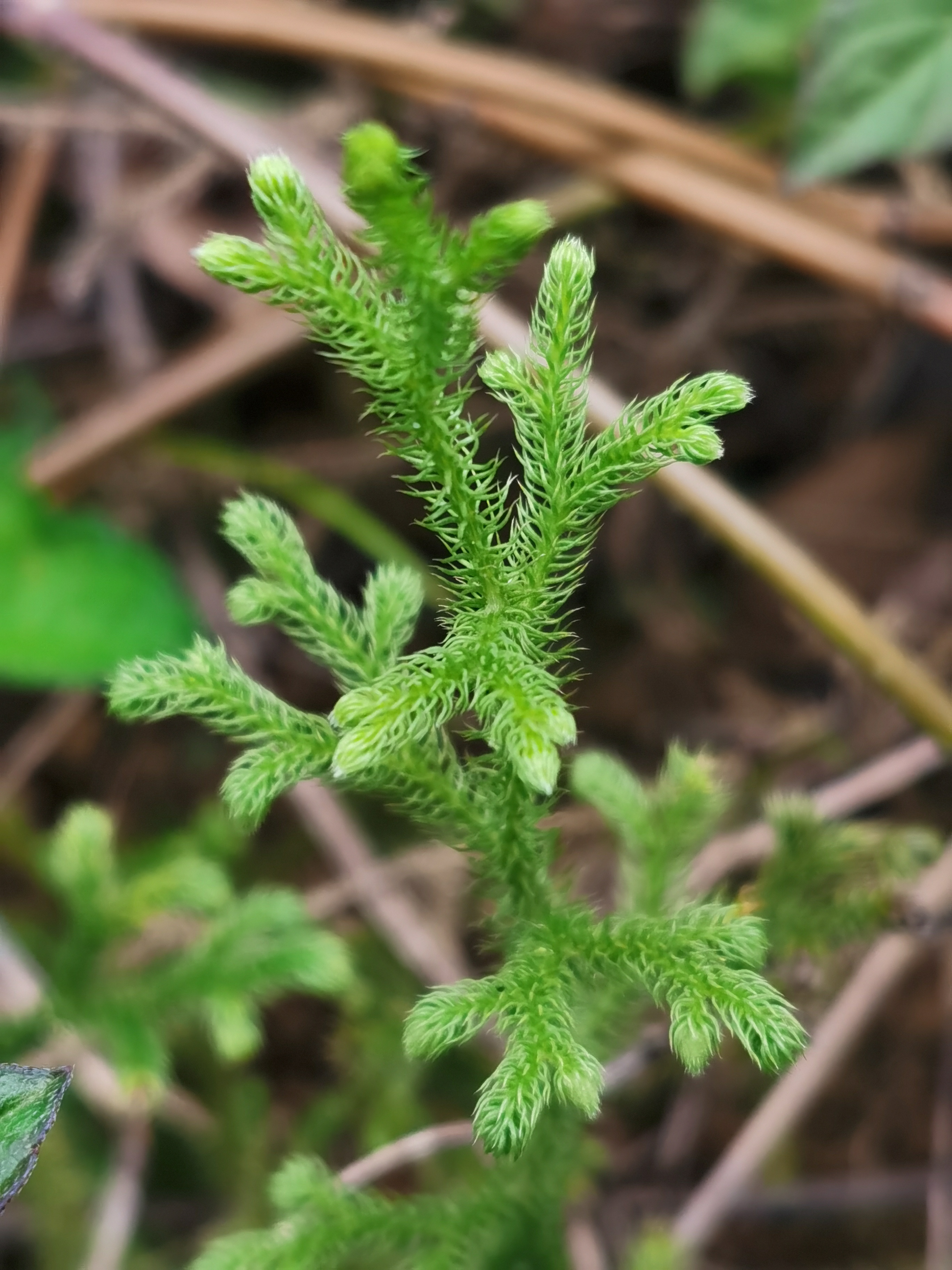 石松,别名:伸筋草,宽筋草,舒筋草,筋骨草,狮子草,山猫儿,过山龙等.