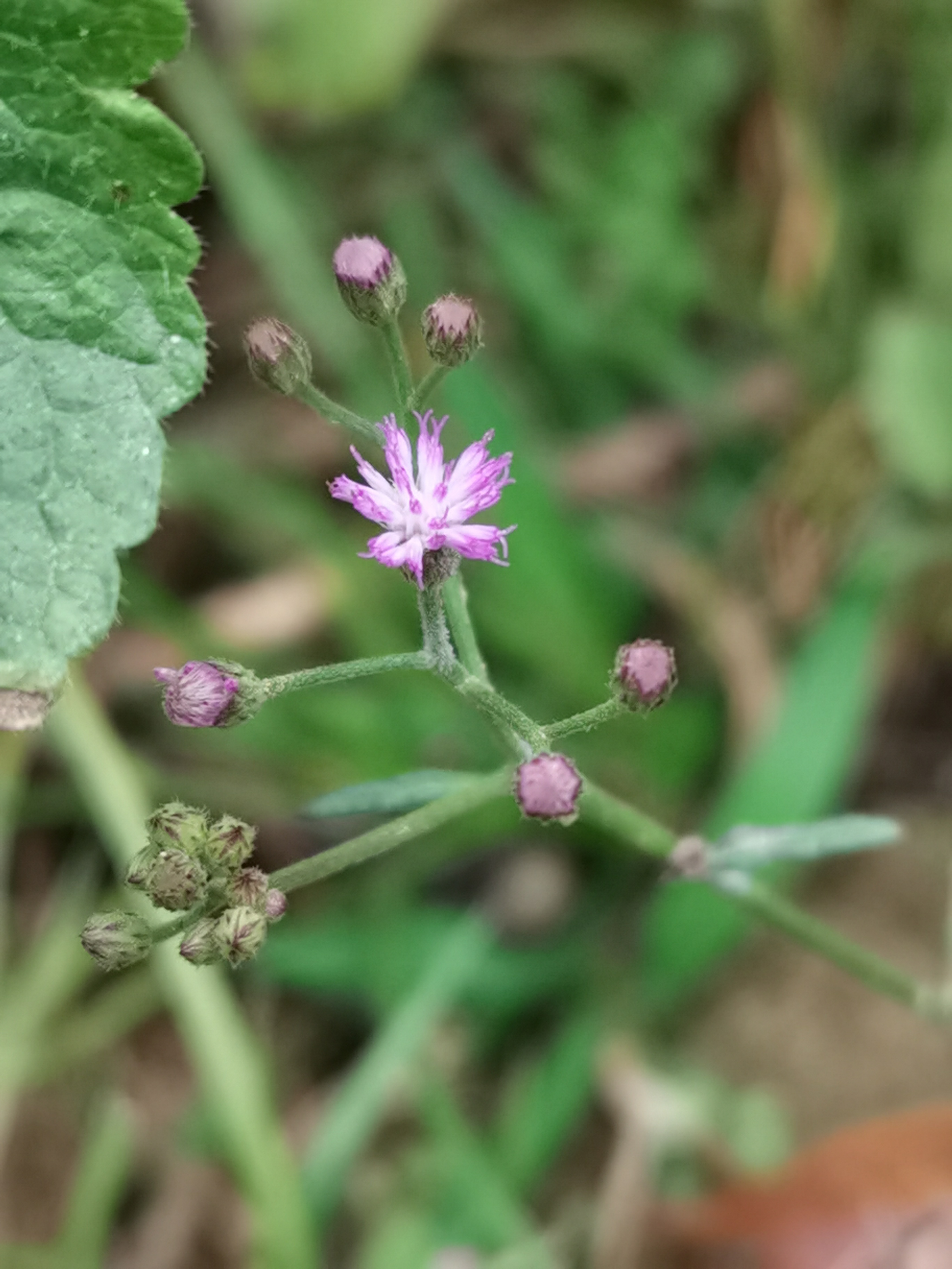 夜香牛,别名:伤寒草,寄色草,消山虎,染色草,缩盖斑鸿菊,拐棍参.